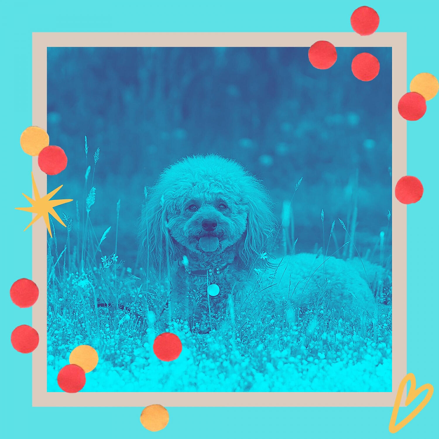 Relaxing Dog Music Prime - Thrilling Piano and Guitars - Vibe for Energetic Dogs