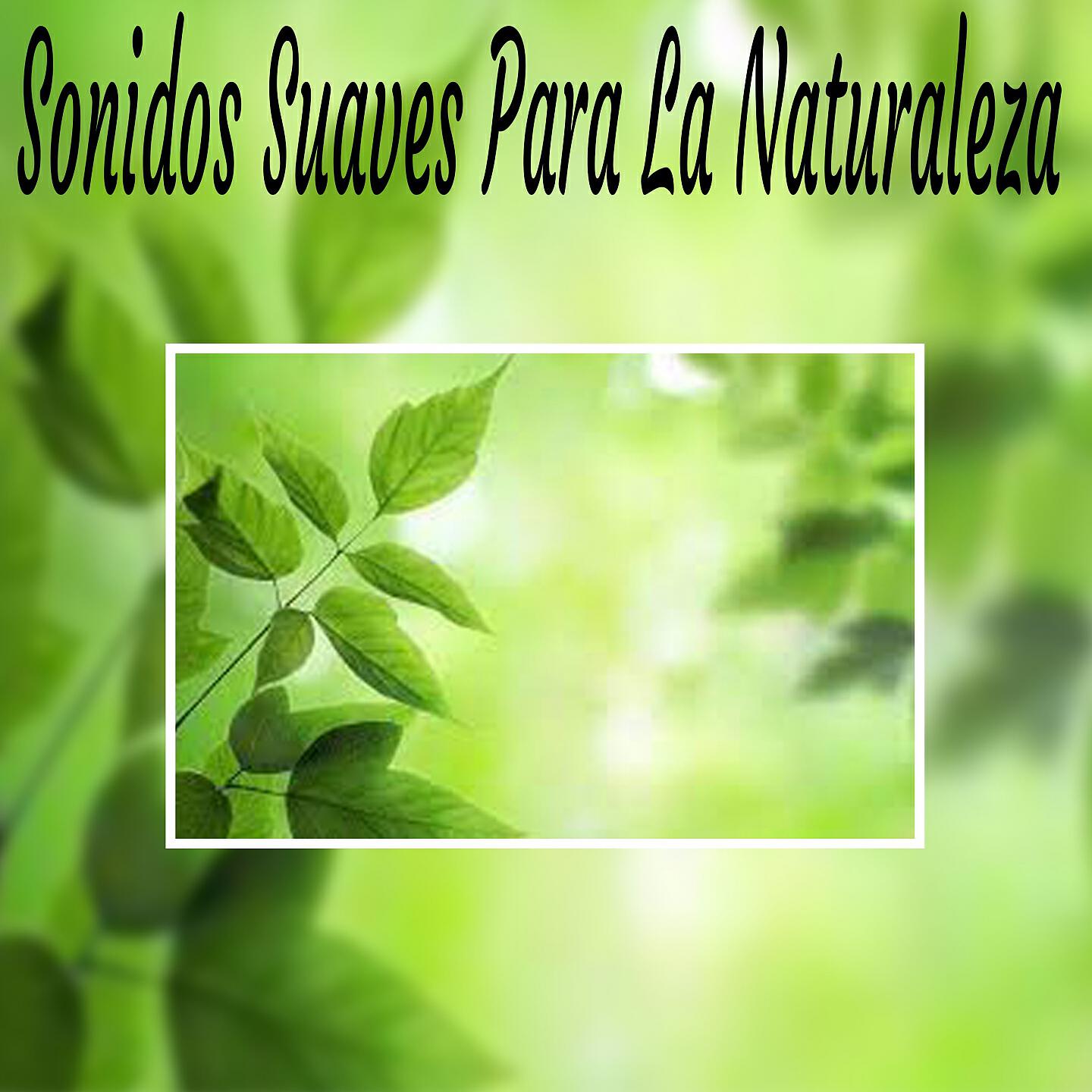 Sonidos Suaves - Medita y Libera Tu Mente