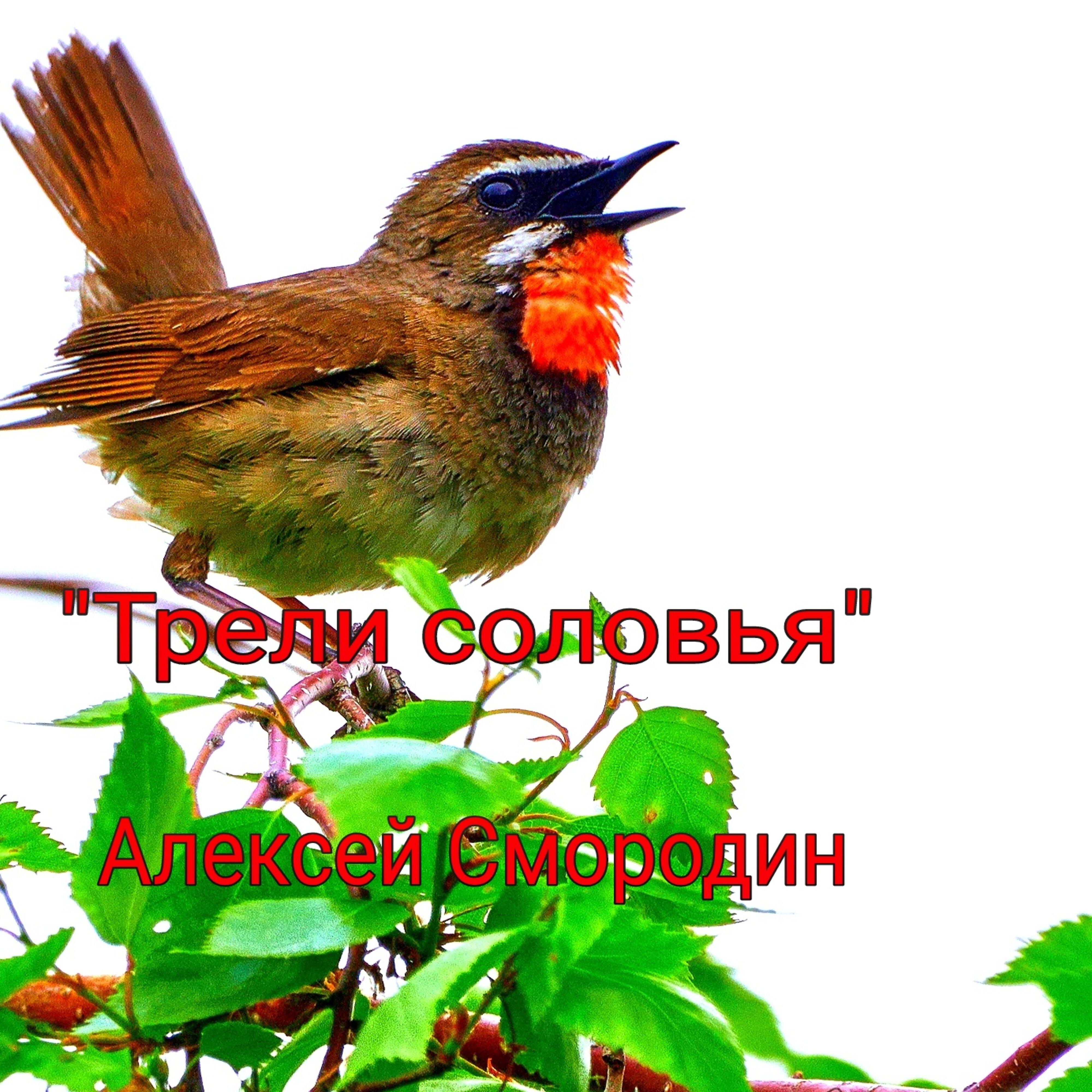 Романсы слушать соловей. Трель соловья. Соловьи песня. Трели соловья в согласование. Трель соловья слушать.