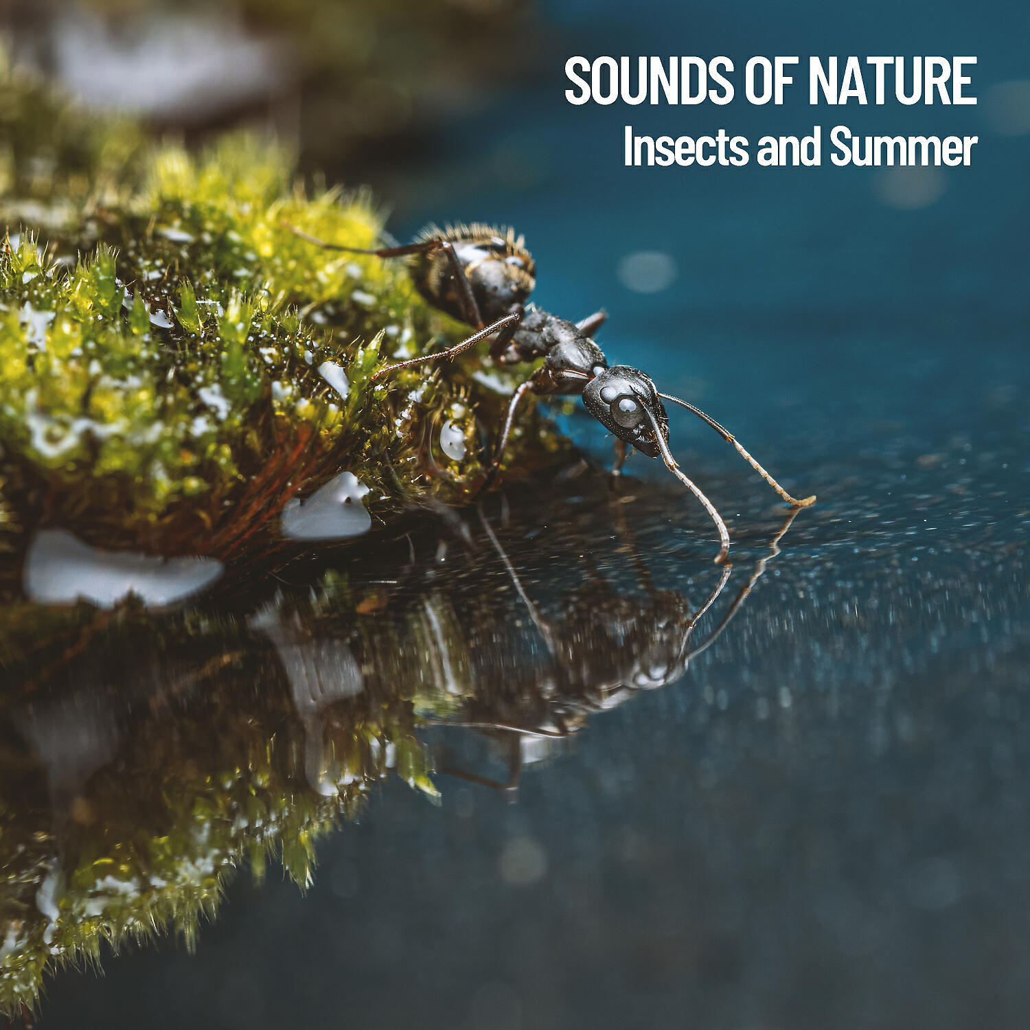 Outdoor Field Recorders - Insects by the Forest