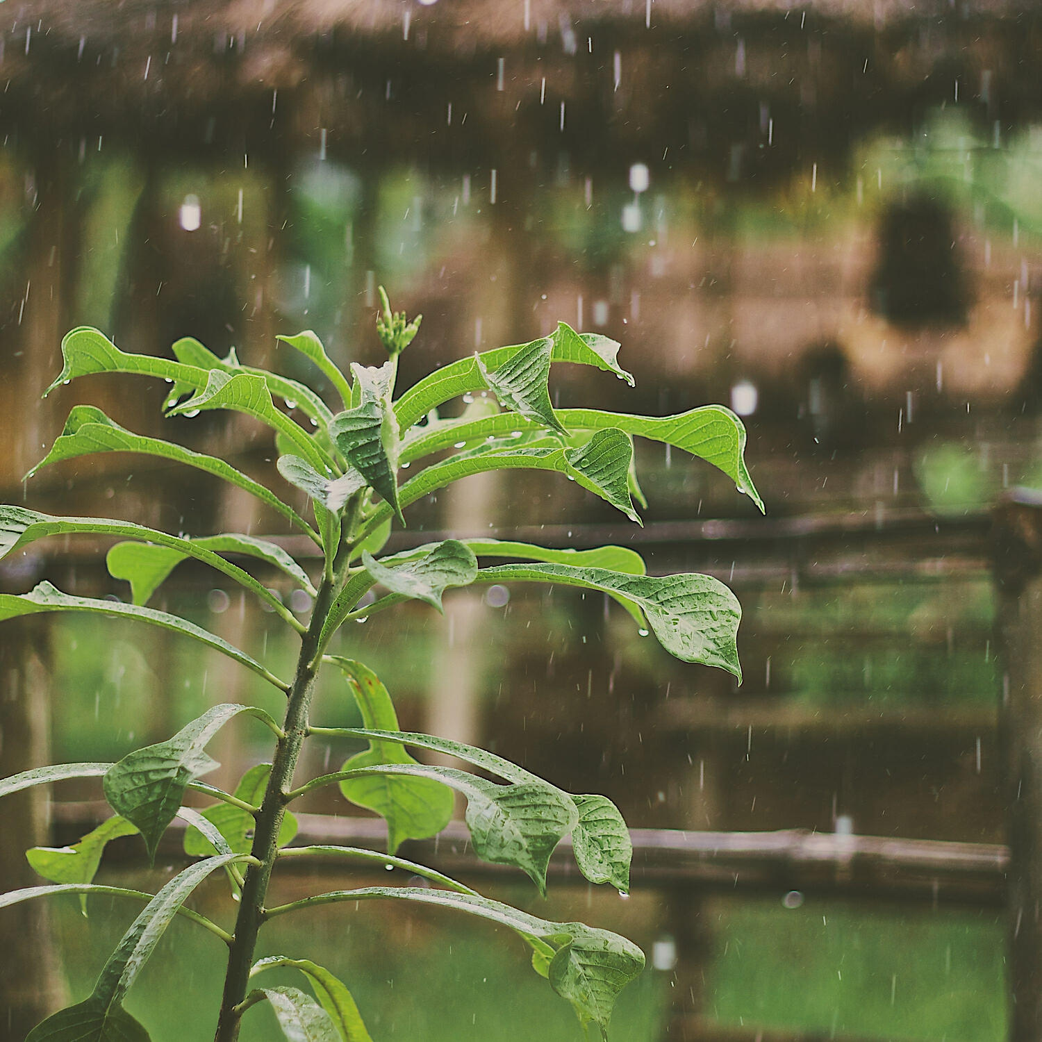 The Rain Library - Rain, Rain, Rain