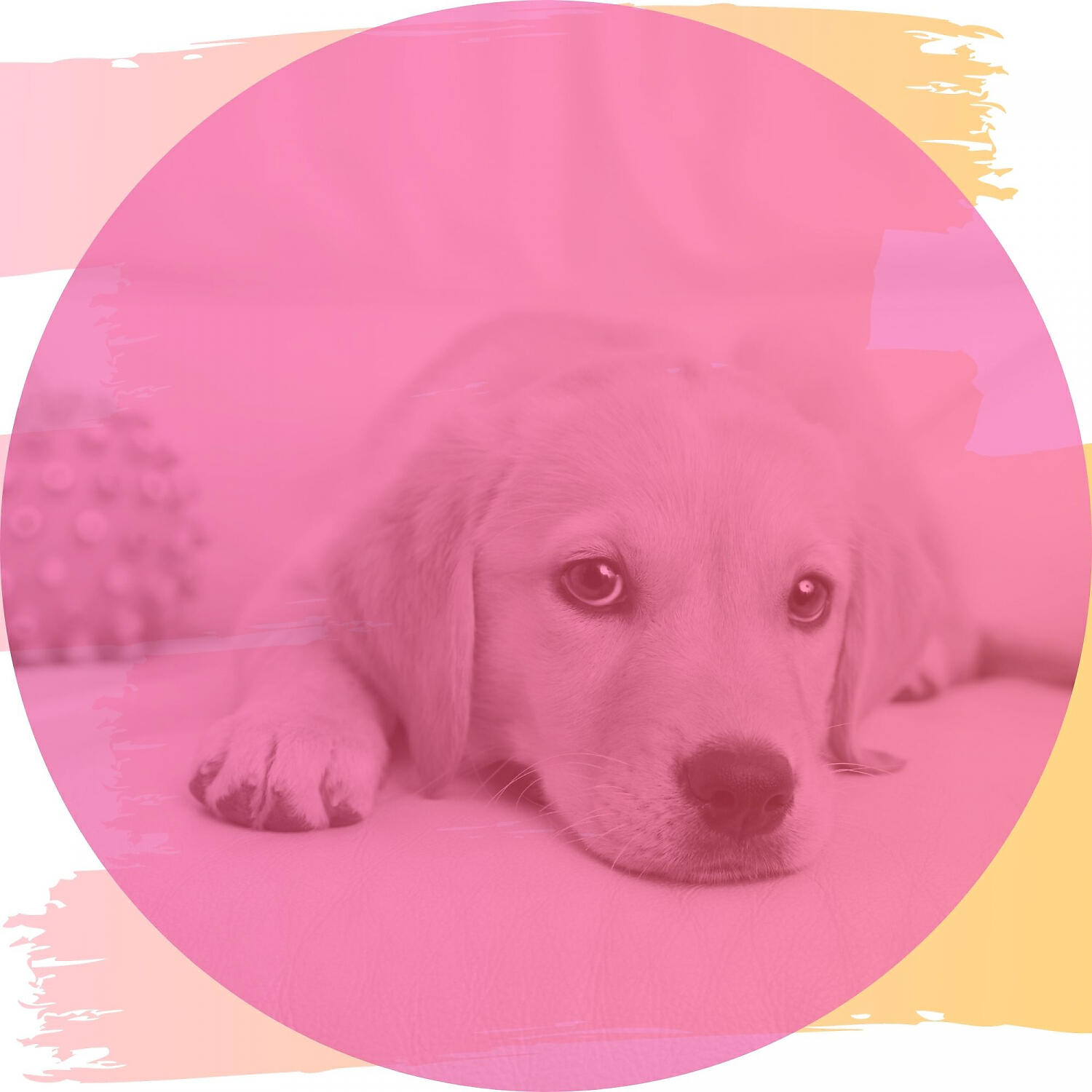Relaxing Dog Music Seduction - Dream-Like Bossa Nova - Vibe for Calming Dogs