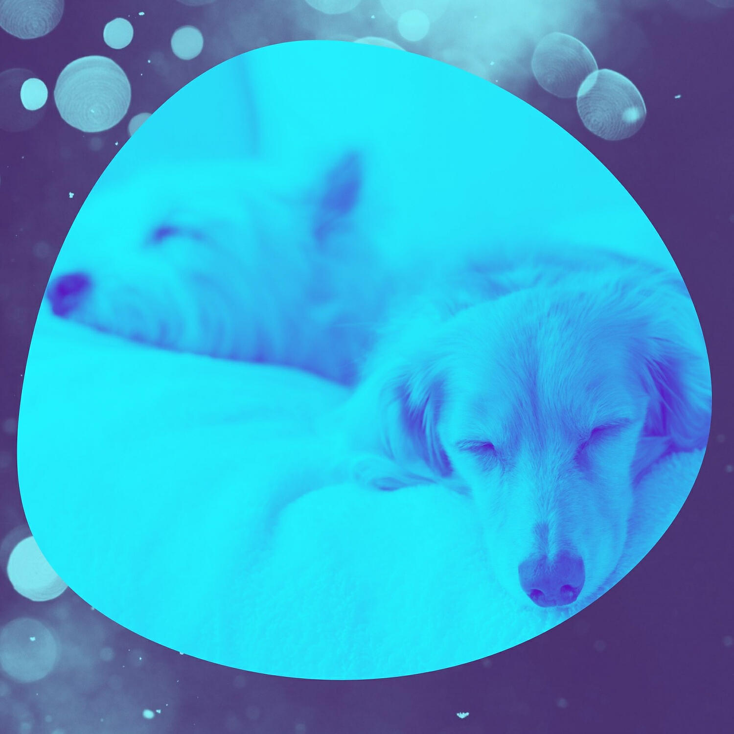 Relaxing Dog Music Rhythms - Spectacular Backdrops for Doggy Anxiety