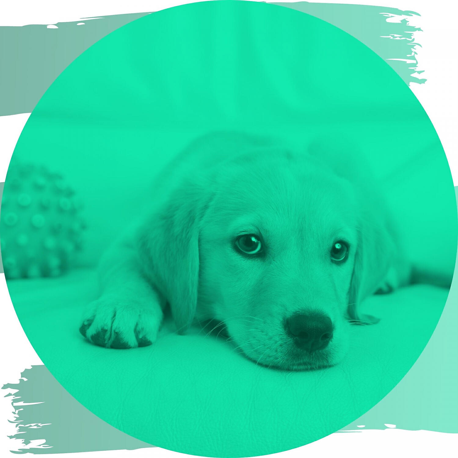 Gentle Doggy Music - Carefree Doggy Stress