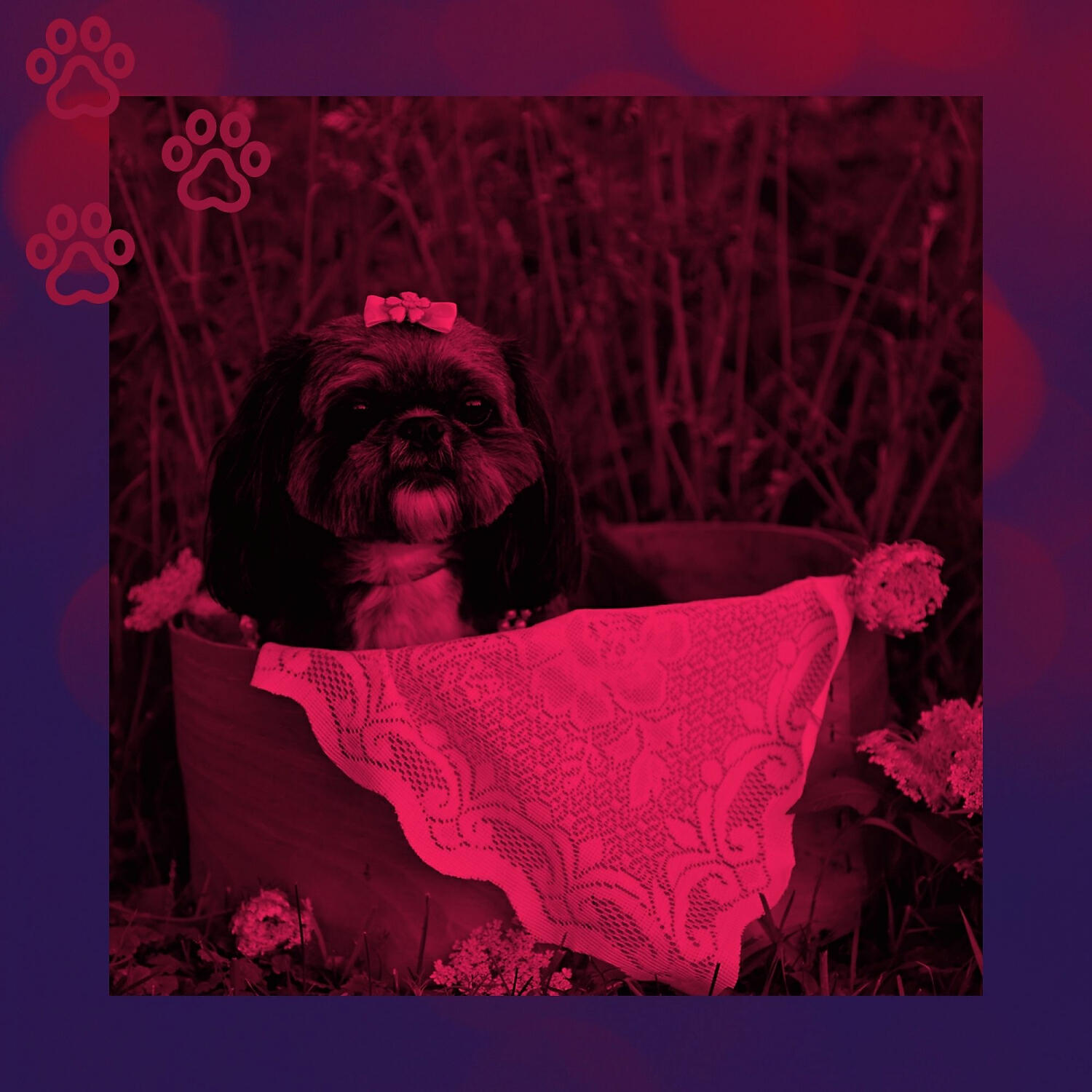 Gentle Doggy Music - Chilled Ambiance for Dog Training