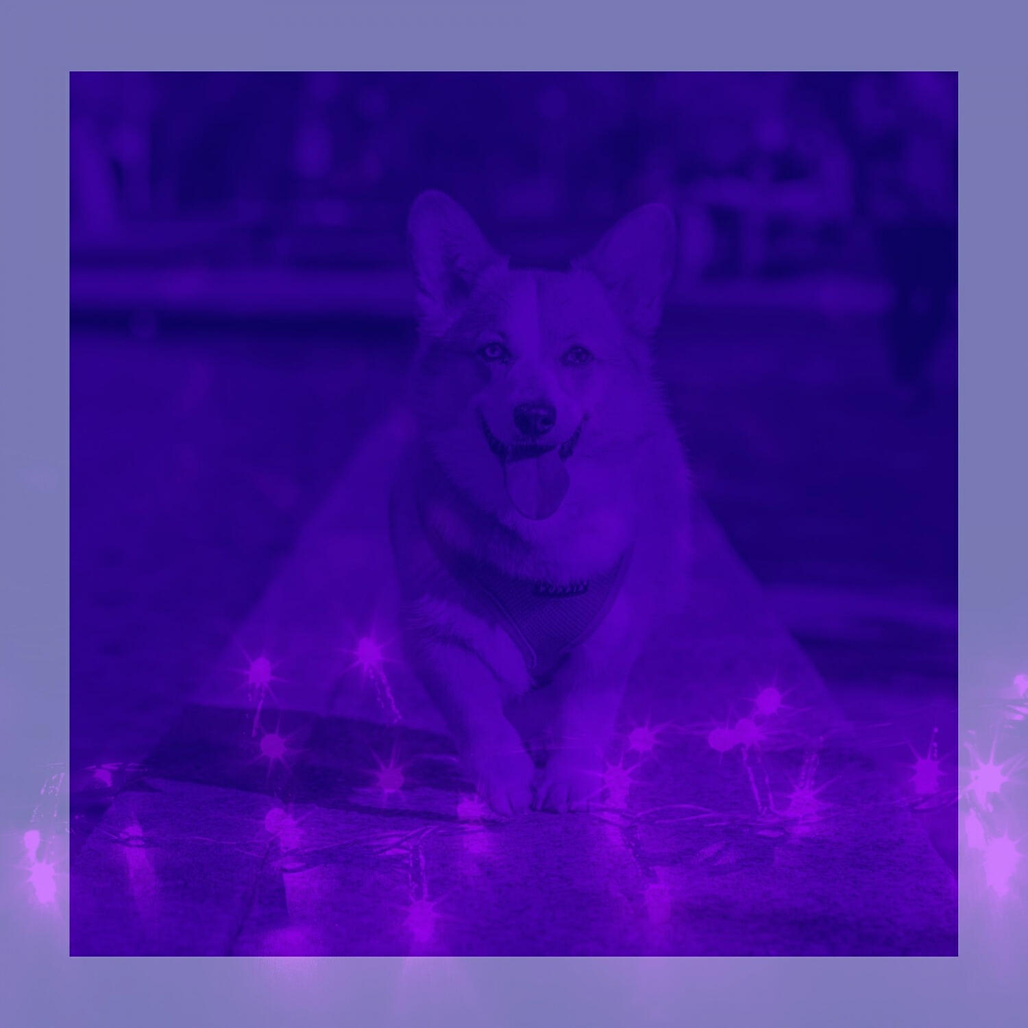 Dog Chill Out Music - Distinguished Music for Calming Dogs