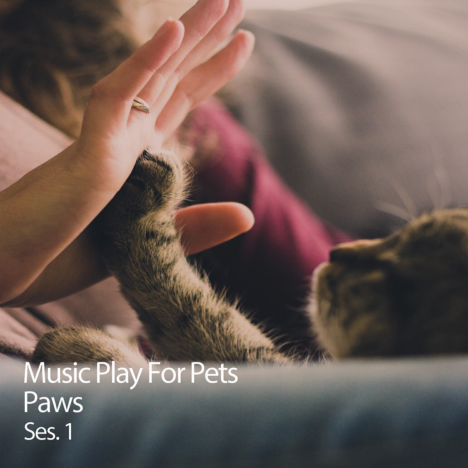 Relax My Cat - Calming Music For Pets
