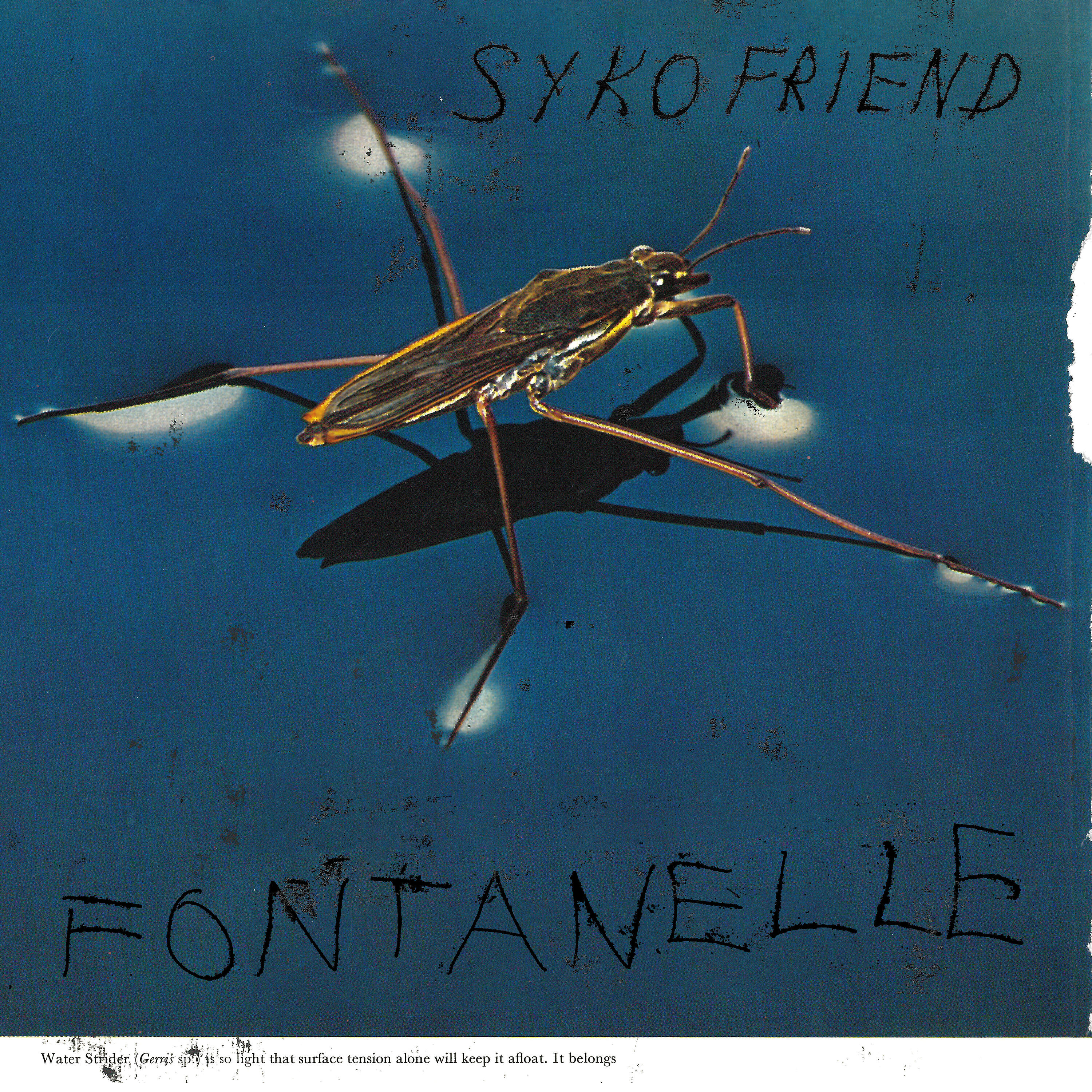 Syko Friend - Peel