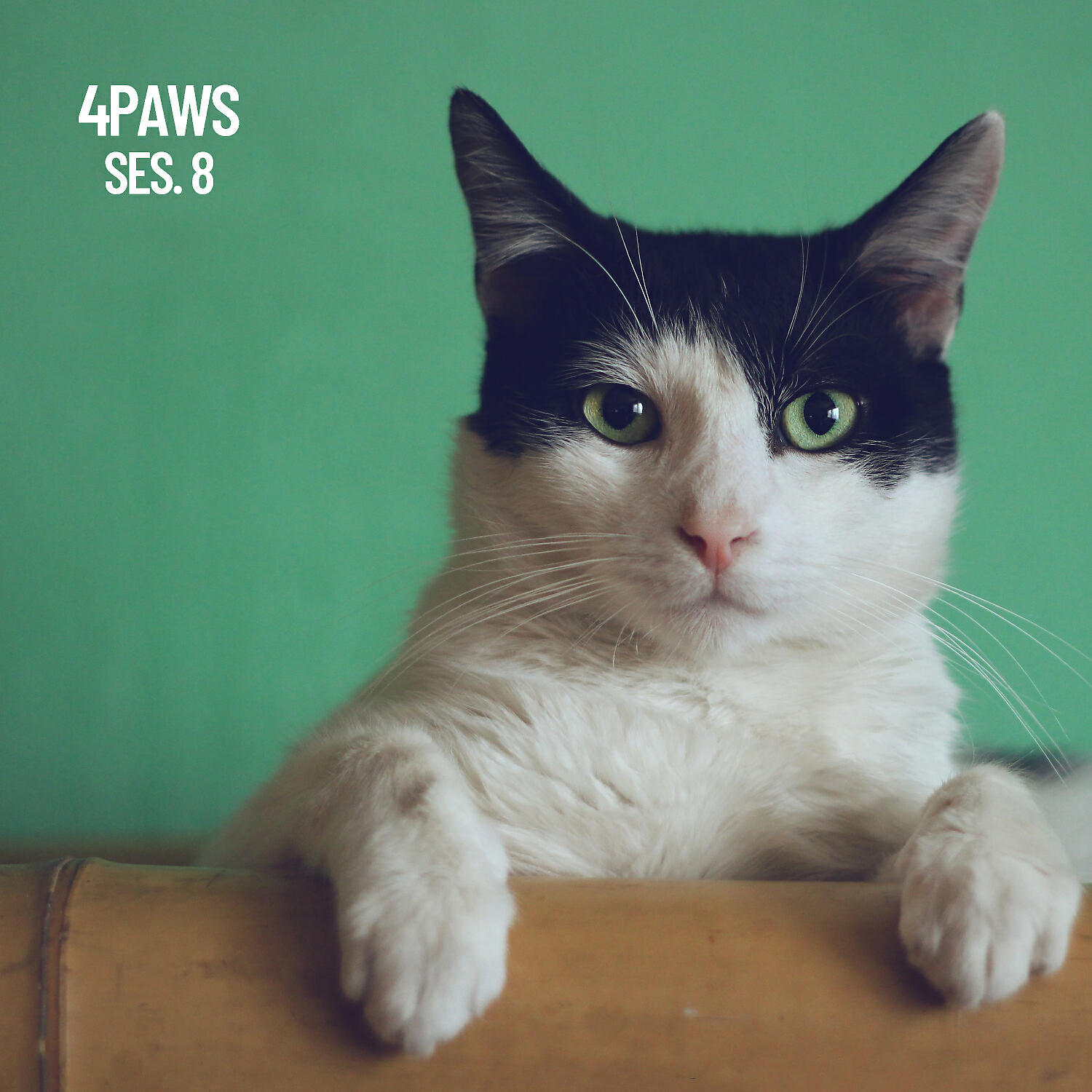 Sonidos de la Naturaleza para Dormir - Calm your Cat