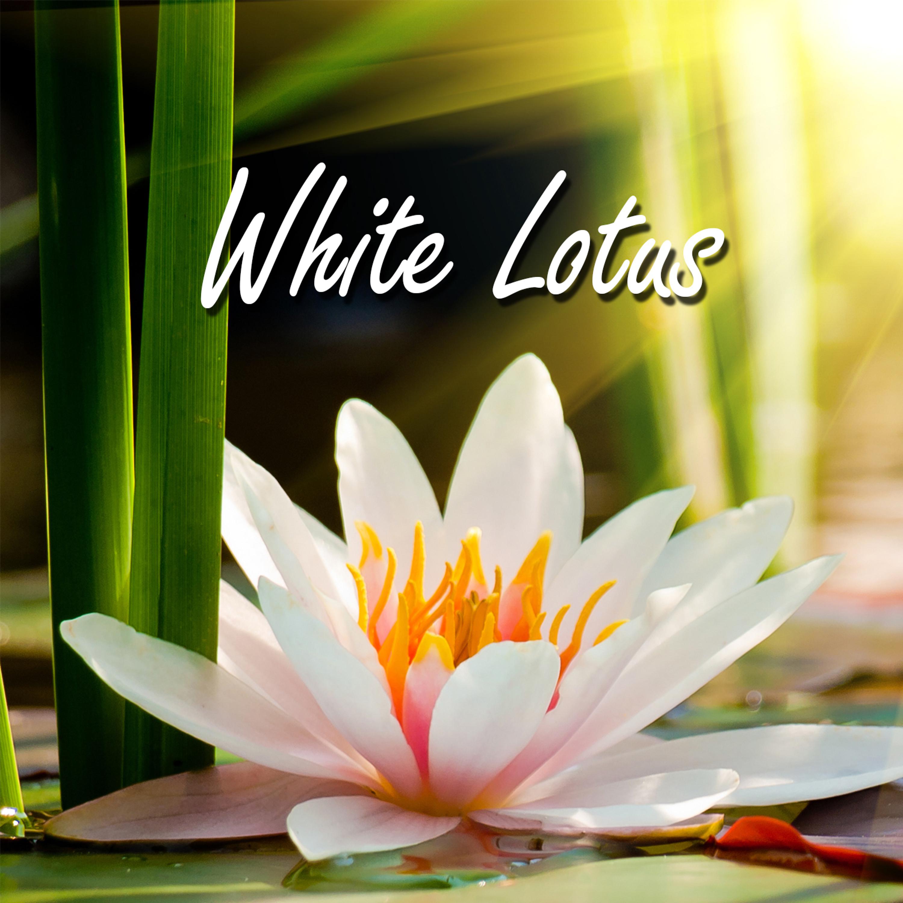 Постер альбома White Lotus