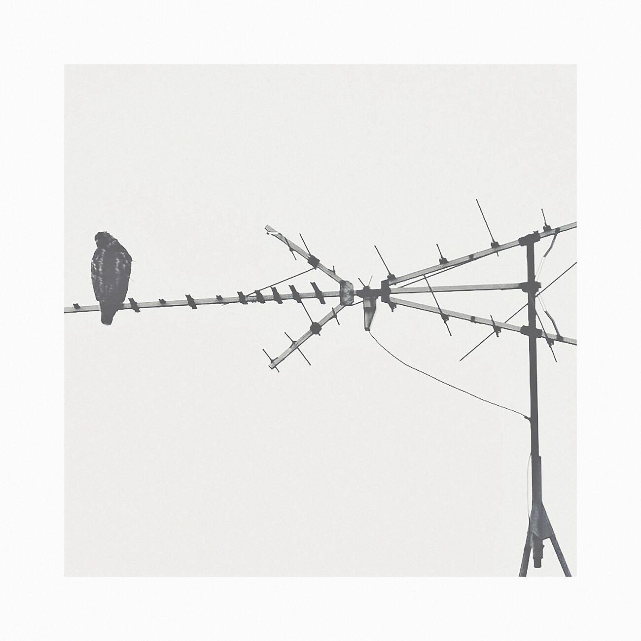 Johan Mila - Confused