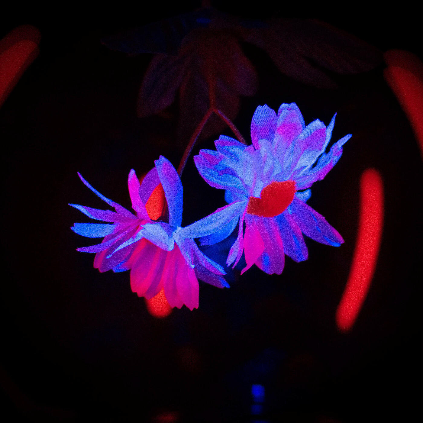 McKee Thatcher - Moonflower