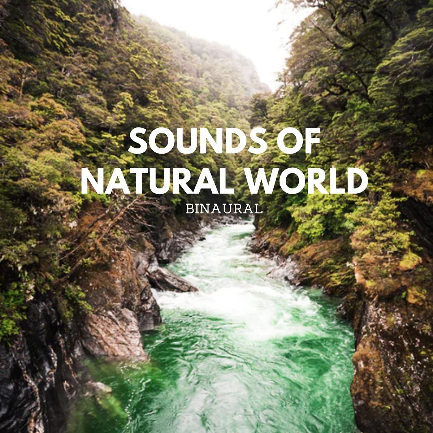Постер альбома Binaural: Sounds of Natural World