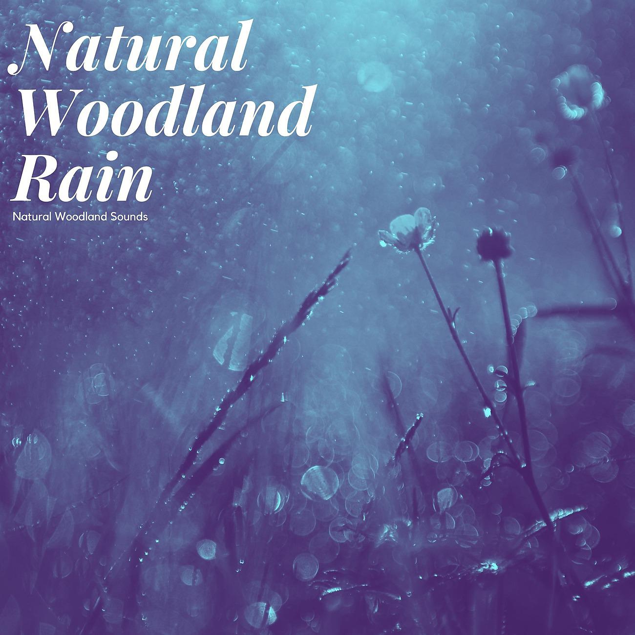 Постер альбома Natural Woodland Rain