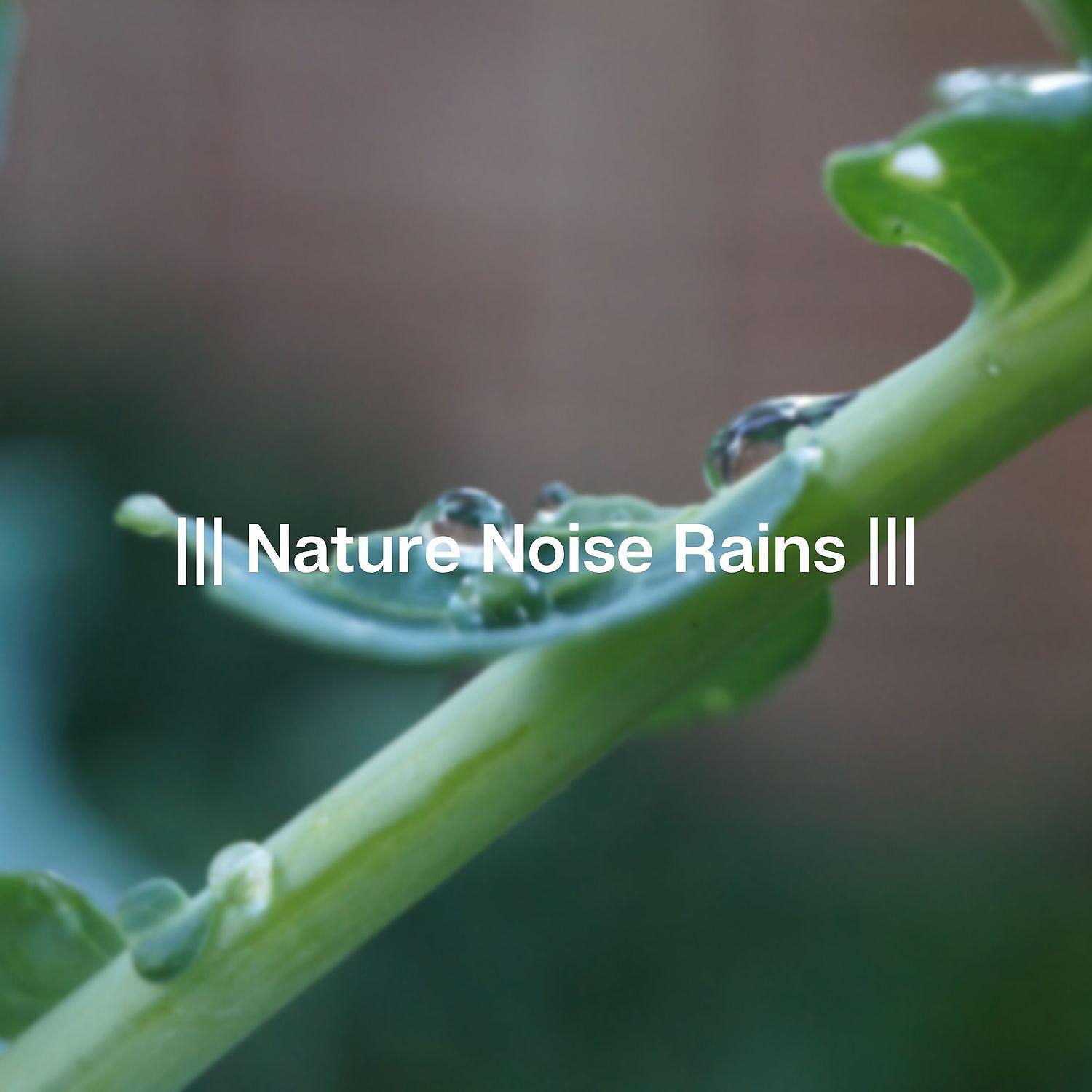 Постер альбома Nature Noise Rains