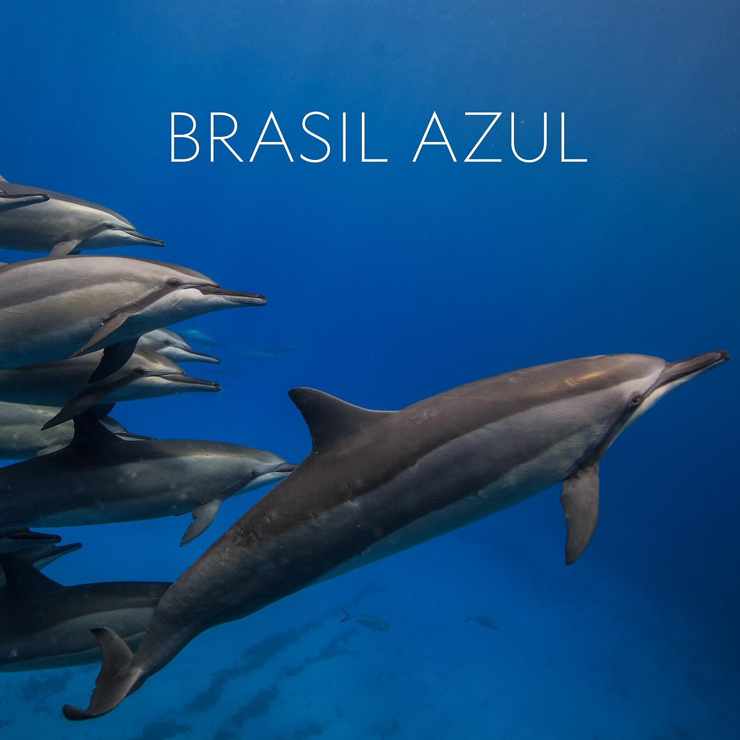 Постер альбома Brasil Azul