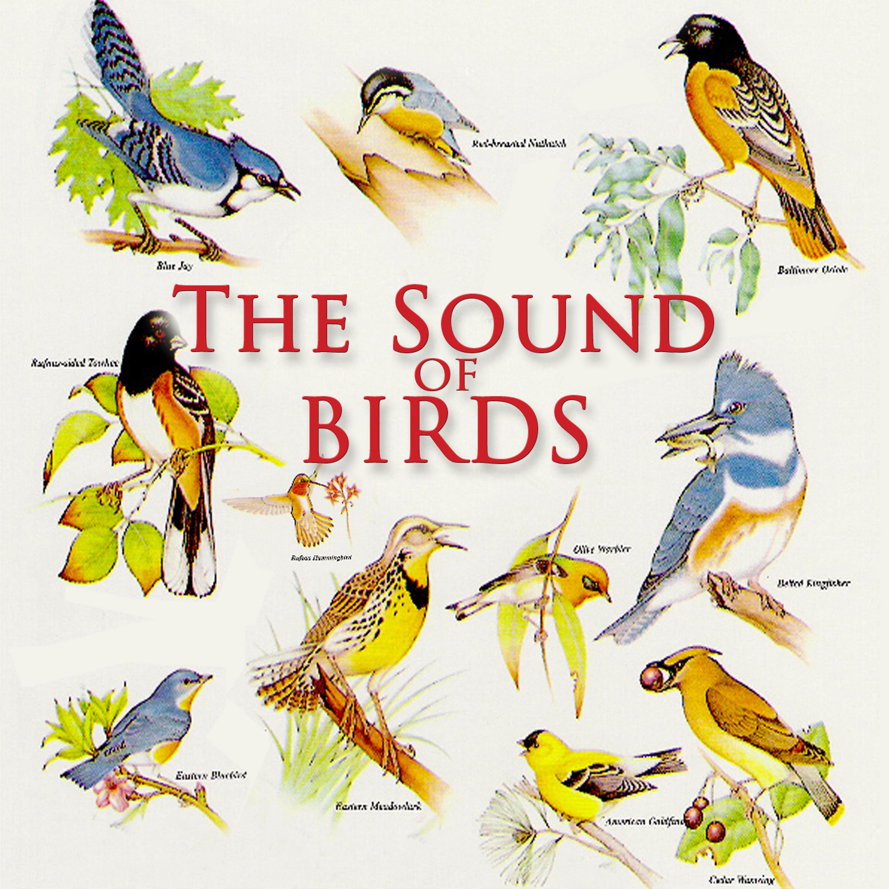 Постер альбома The Sound Of Birds