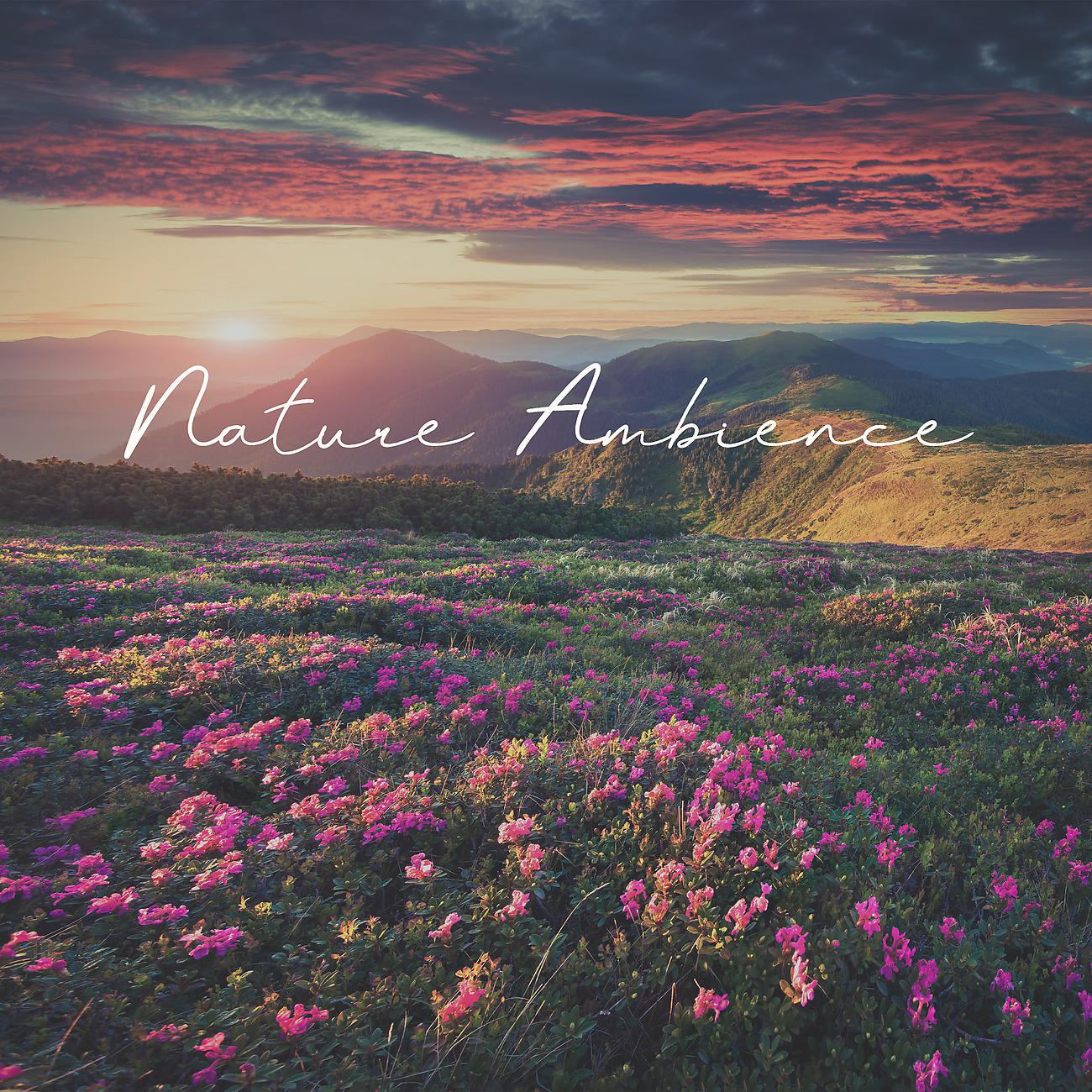Постер альбома Nature Ambience