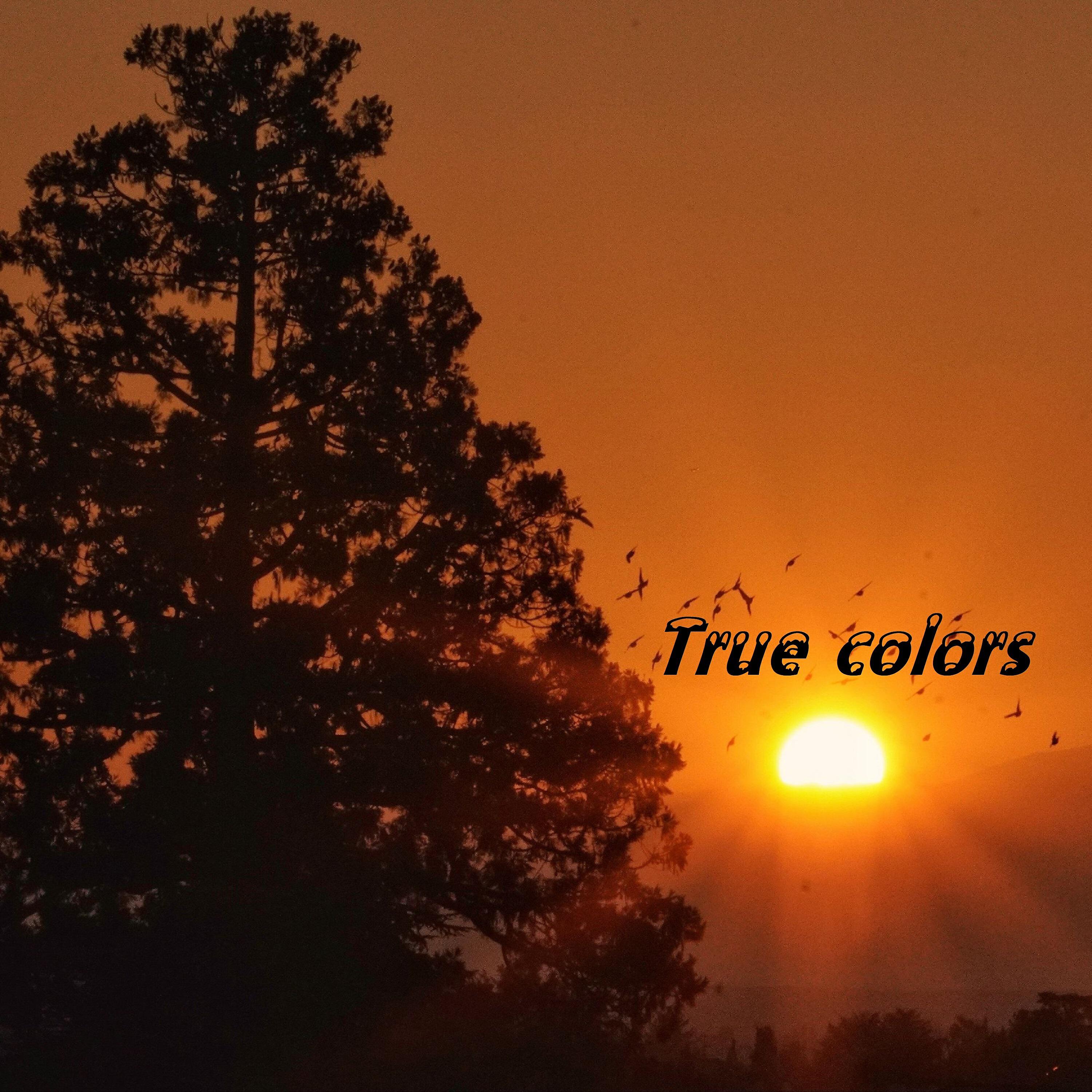 AMR - True Colors