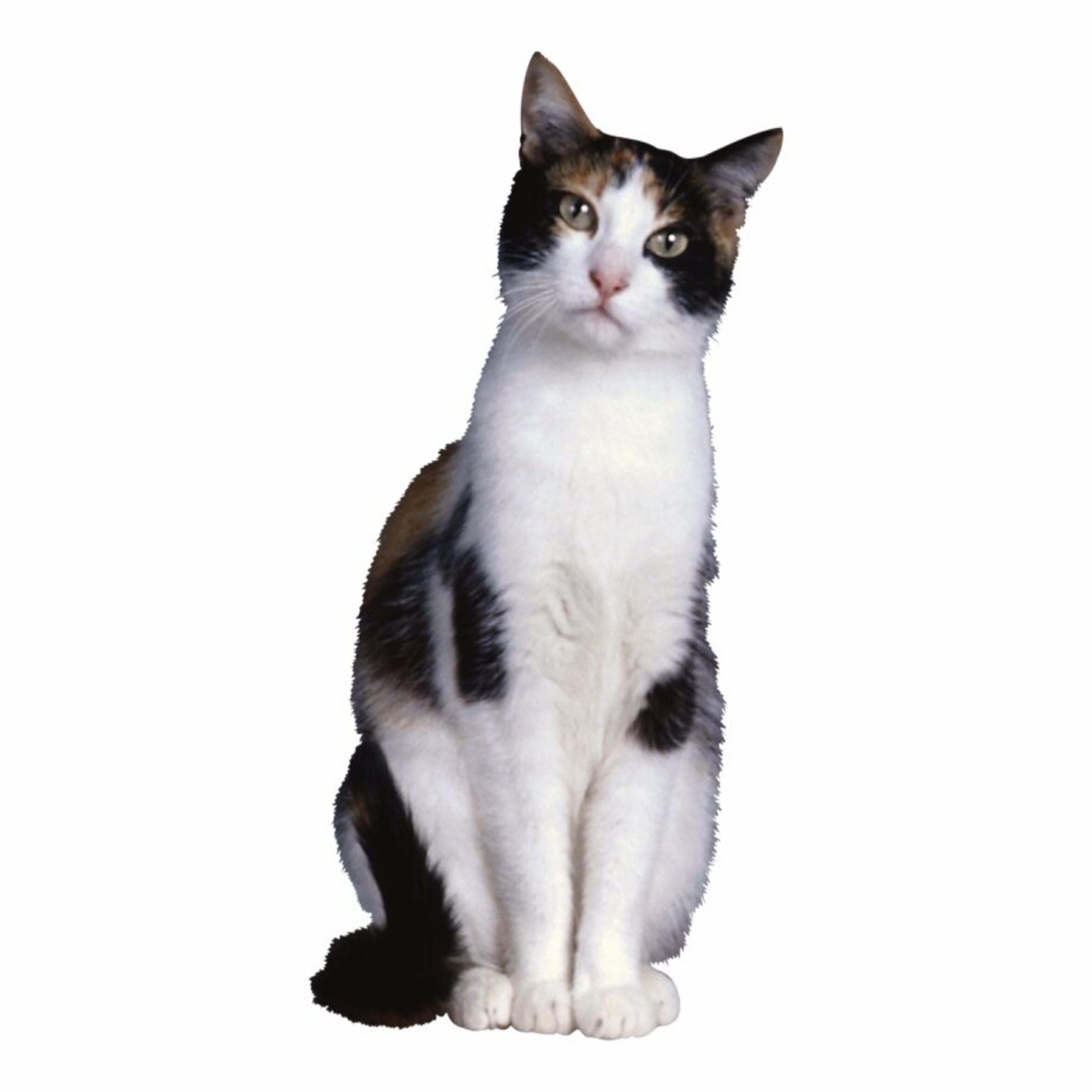 Кошка картинка на белом фоне