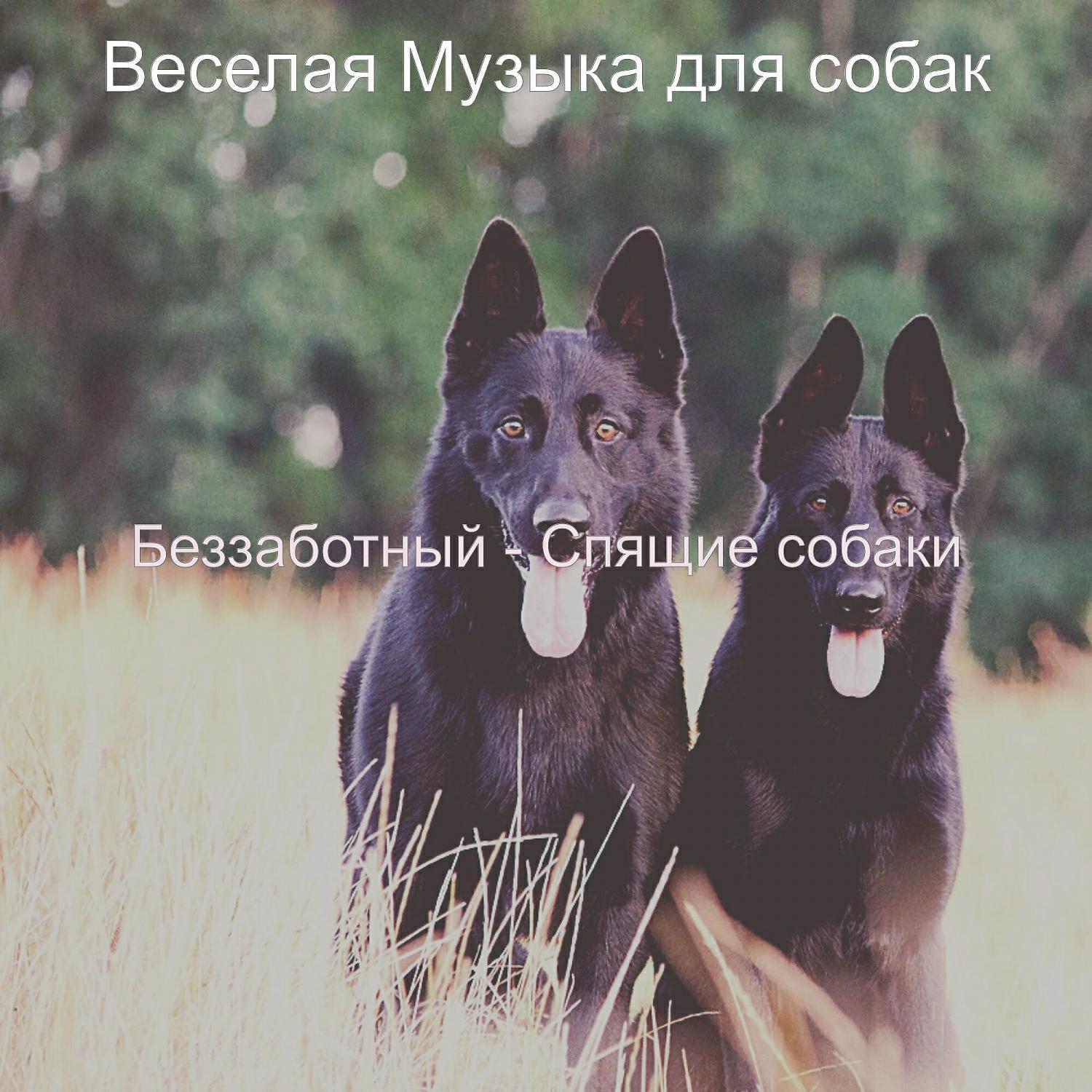 Веселая Музыка для собак все песни в mp3