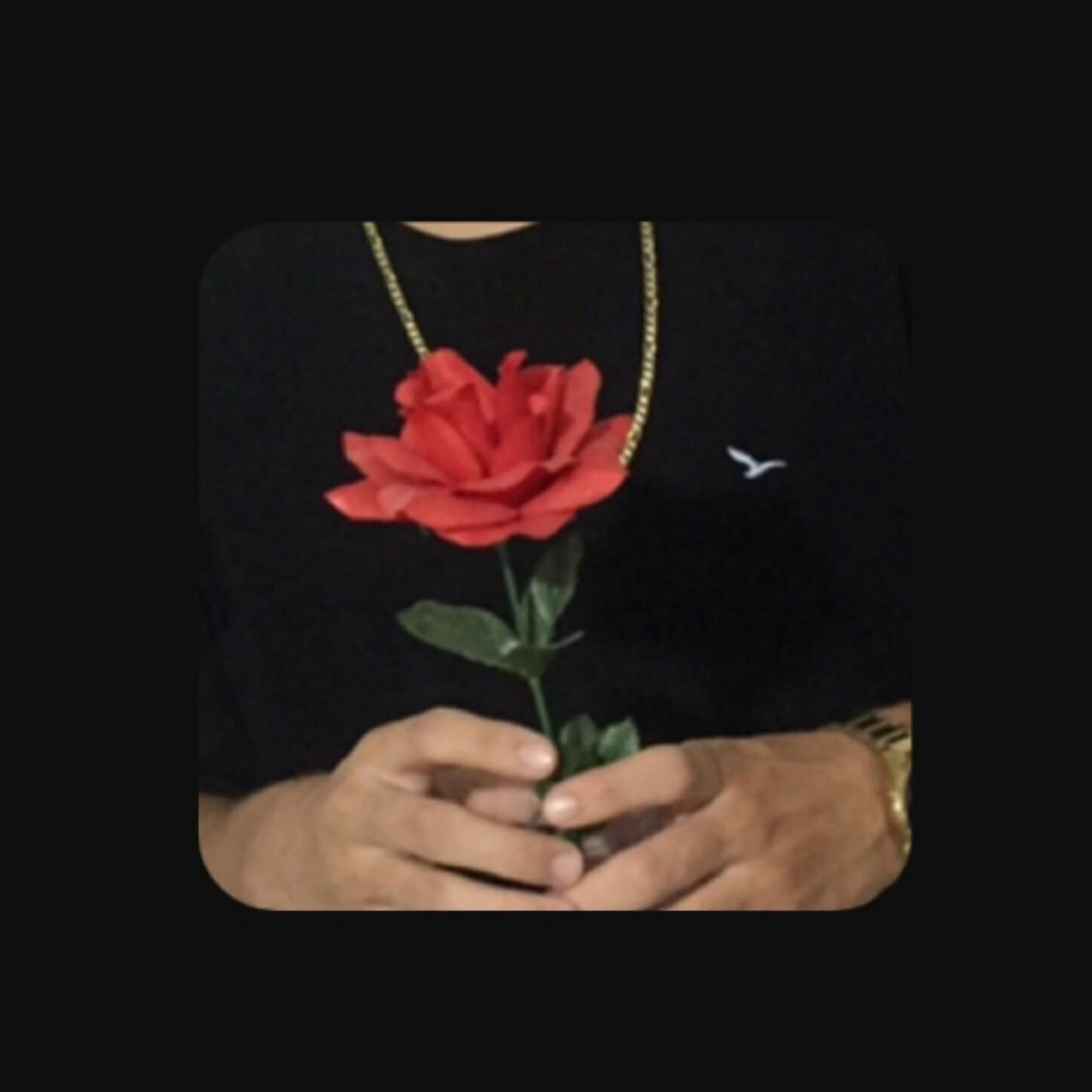 Darwin - Rosa