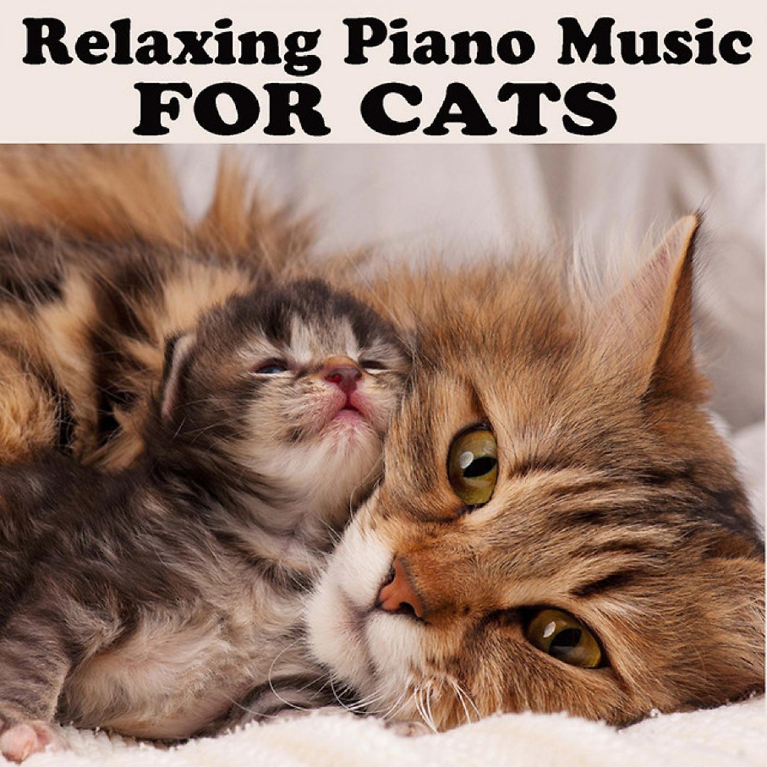 Постер альбома Relaxing Piano Music for Cats