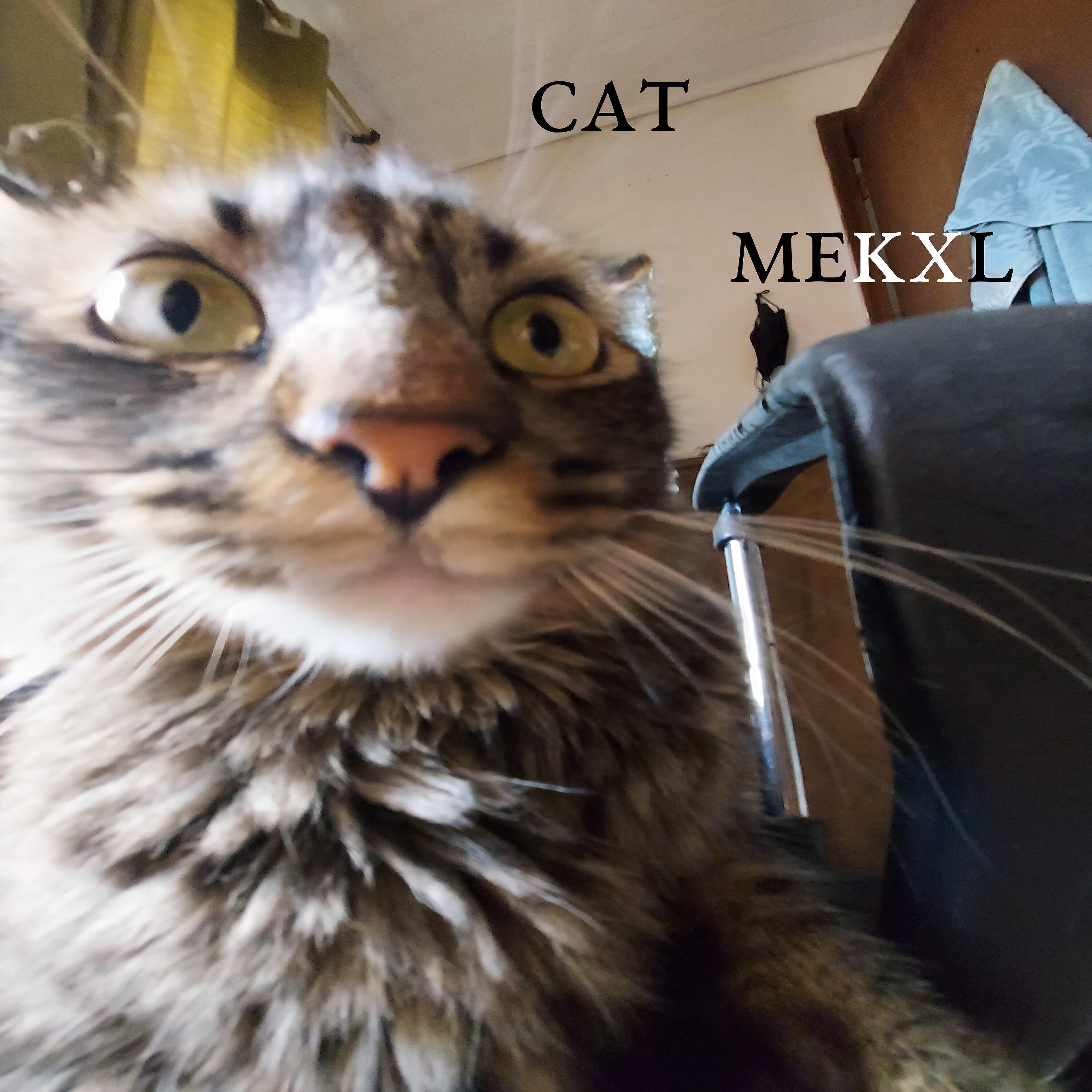 Mekxl - Cat