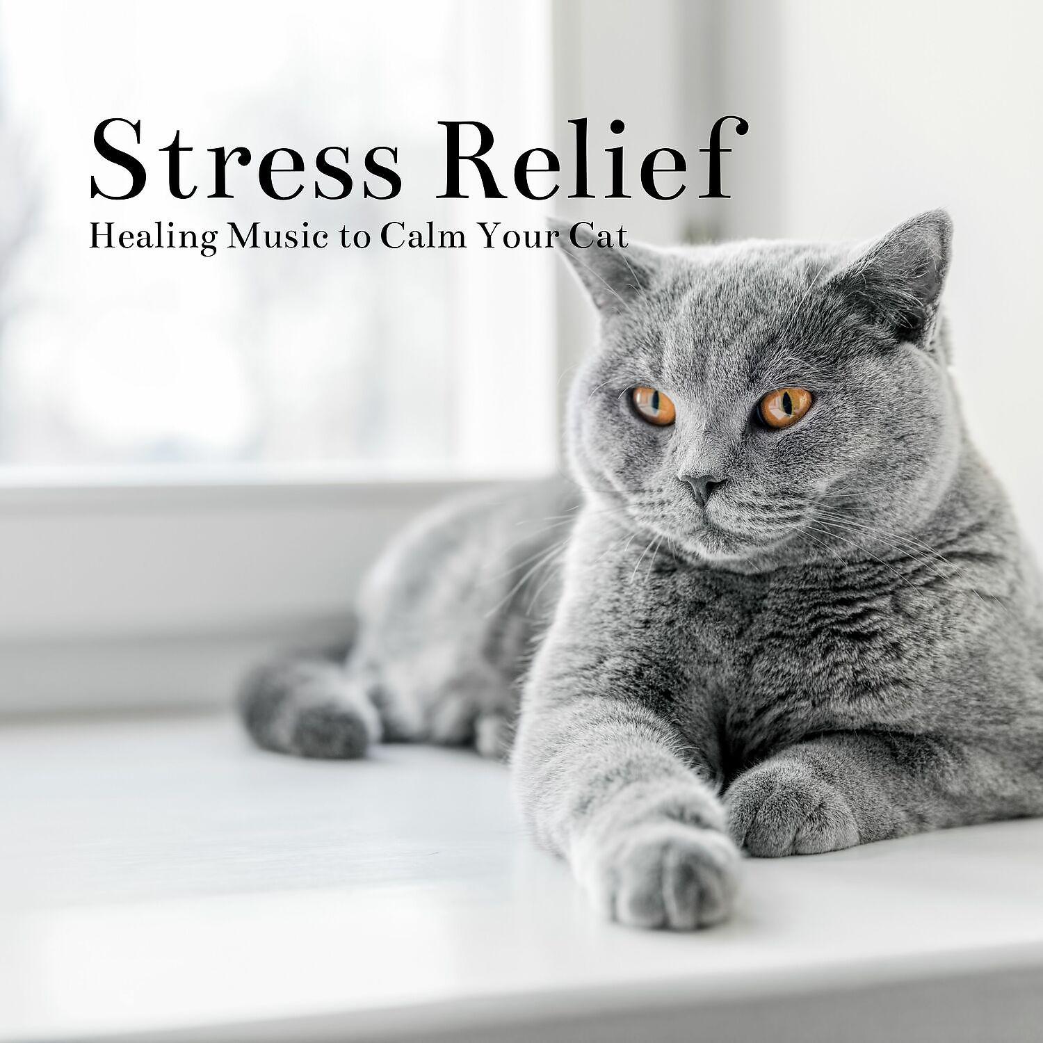 Постер альбома Healing Music to Calm Your Cat - Stress Relief