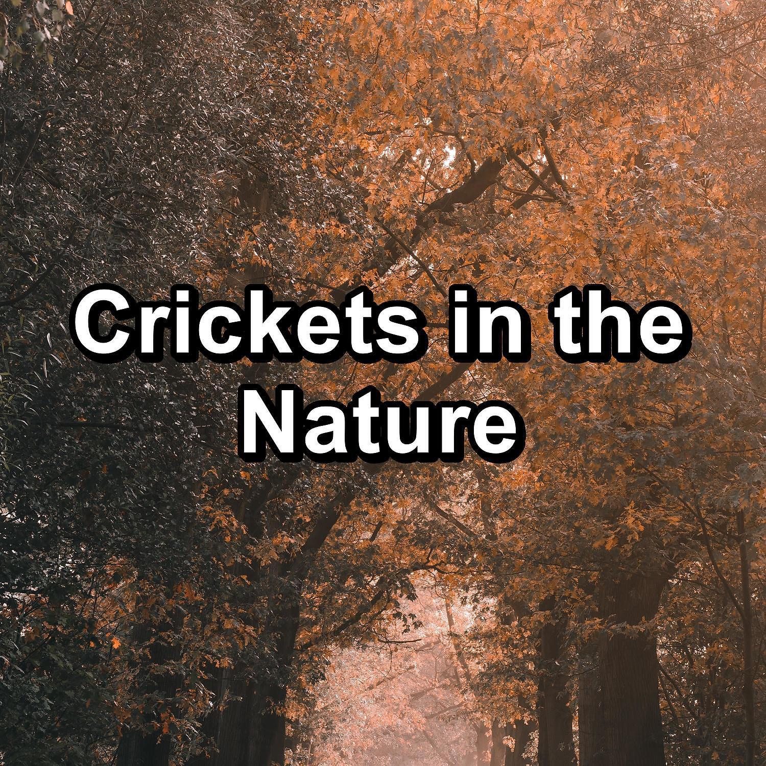 Nature Sounds Nature Music - Cricket sounds in the Forest Loopable