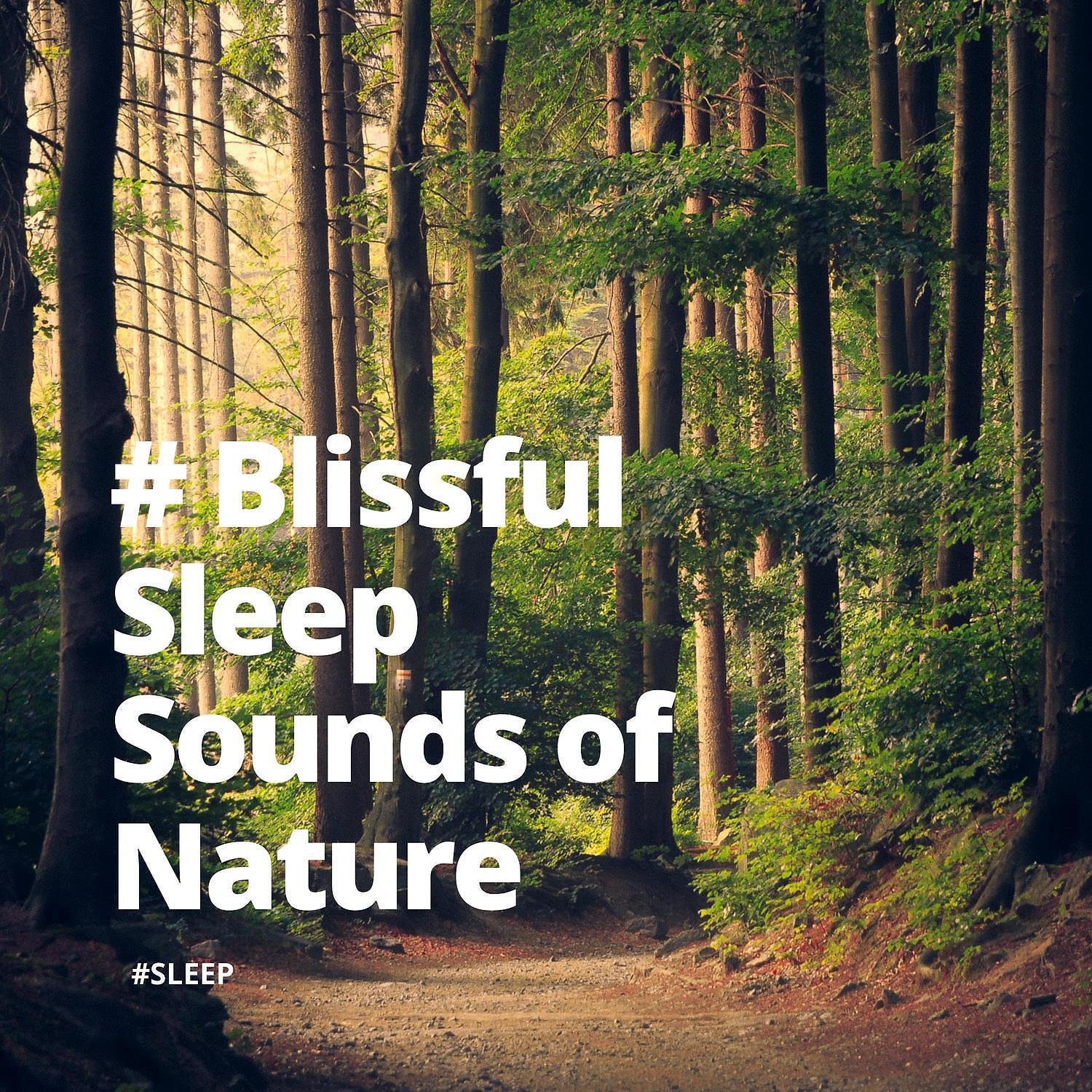 Постер альбома # Blissful Sleep Sounds of Nature