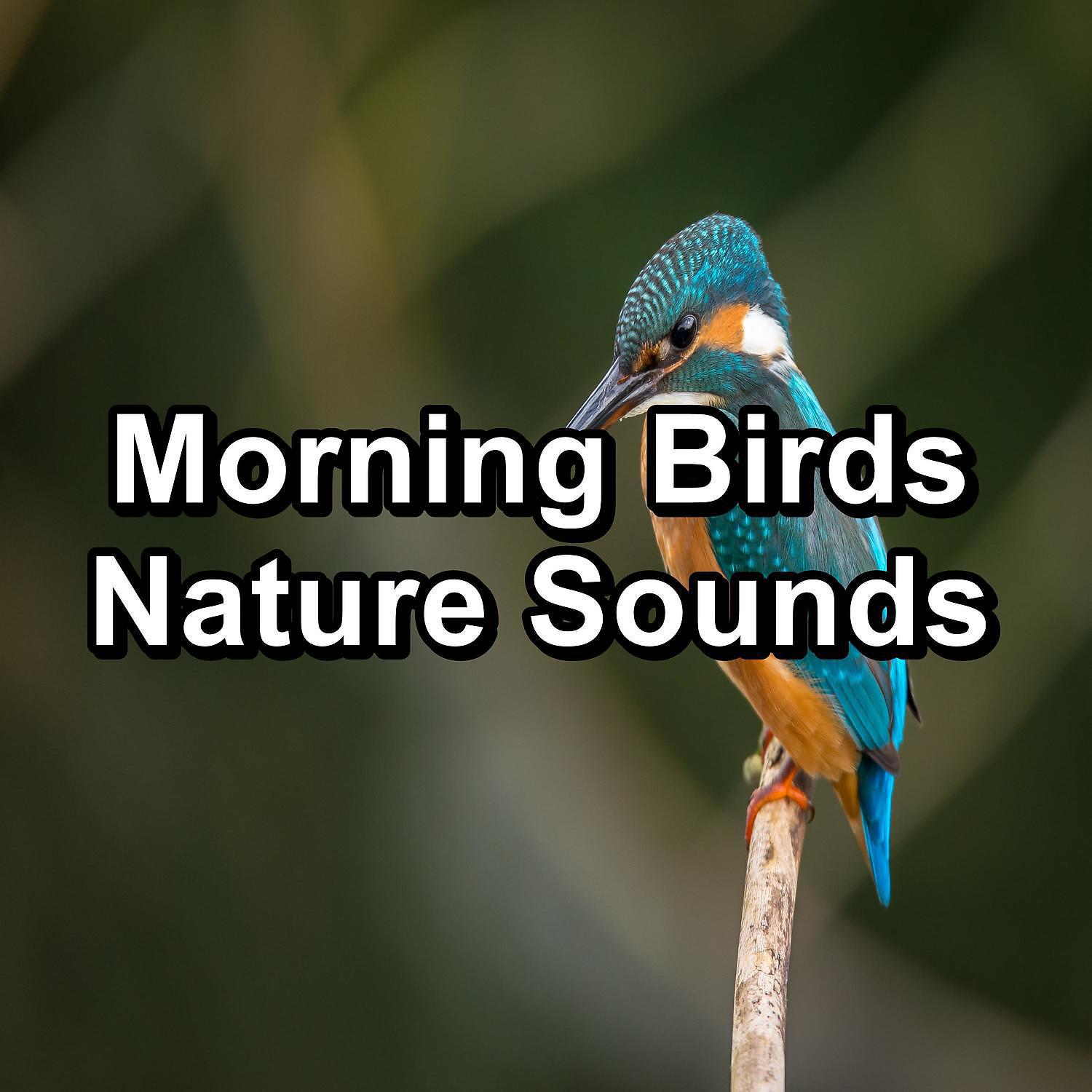Постер альбома Morning Birds Nature Sounds
