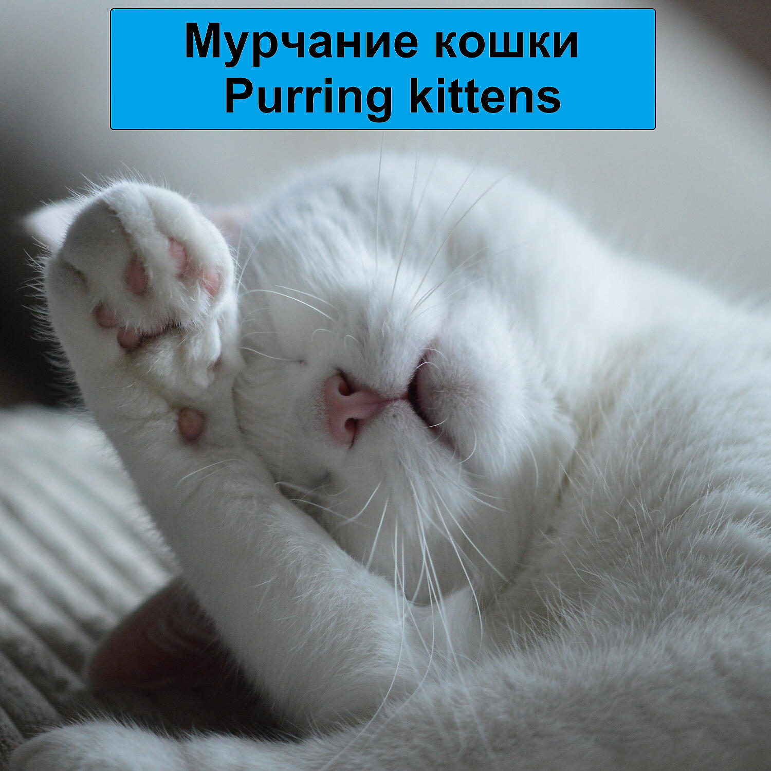 Мурчание кошек - Мурчание мурлыканье