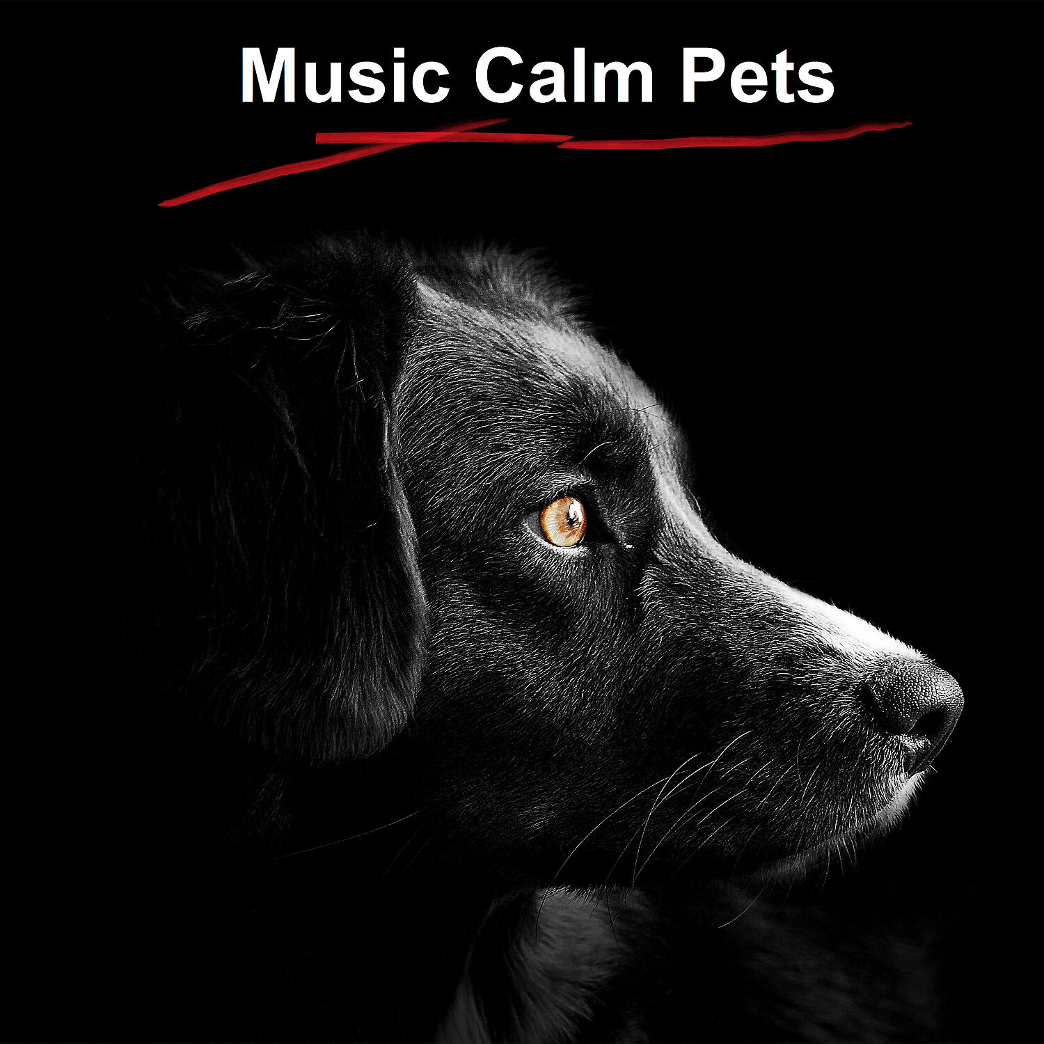 Music for dog's joys - Three Dog Night Music