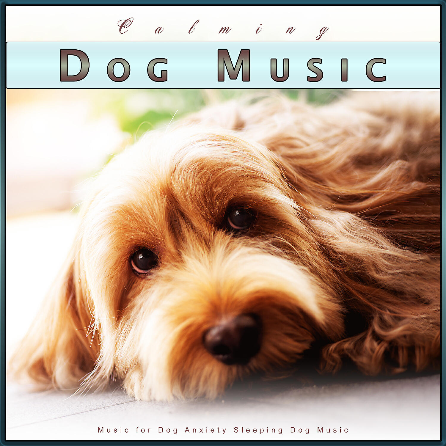 Dog Music Collective - The Best Dog Music