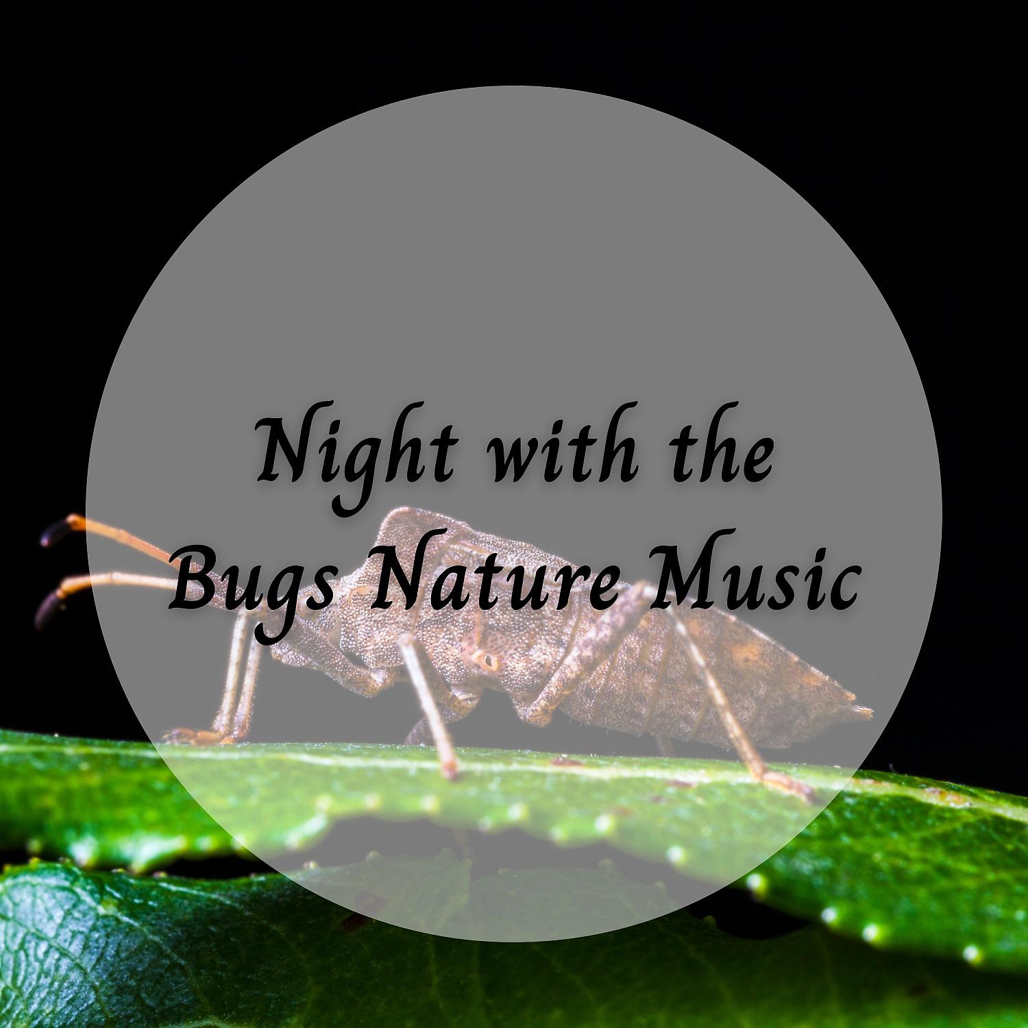 Постер альбома Night with the Bugs Nature Music