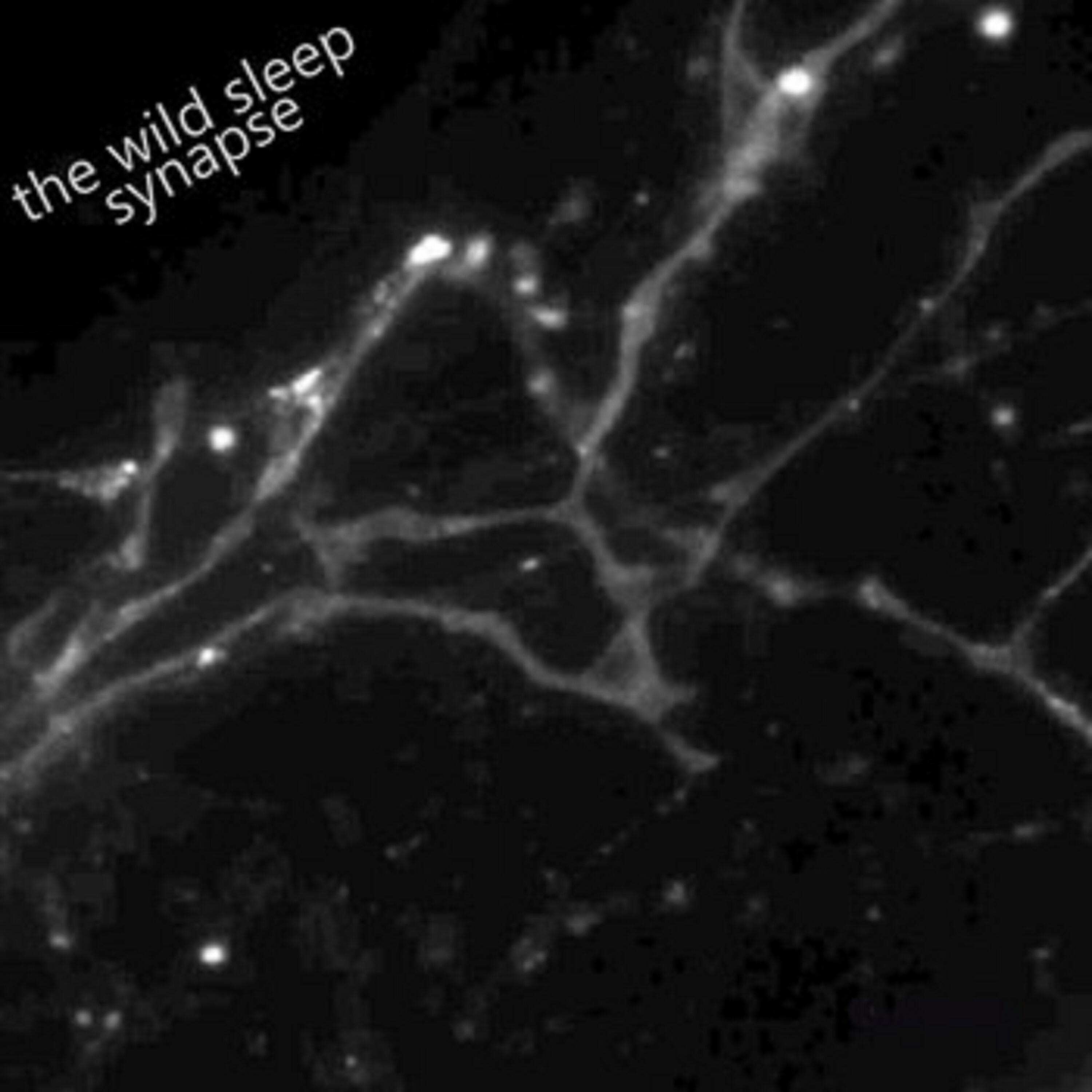 the wild sleep - Growth
