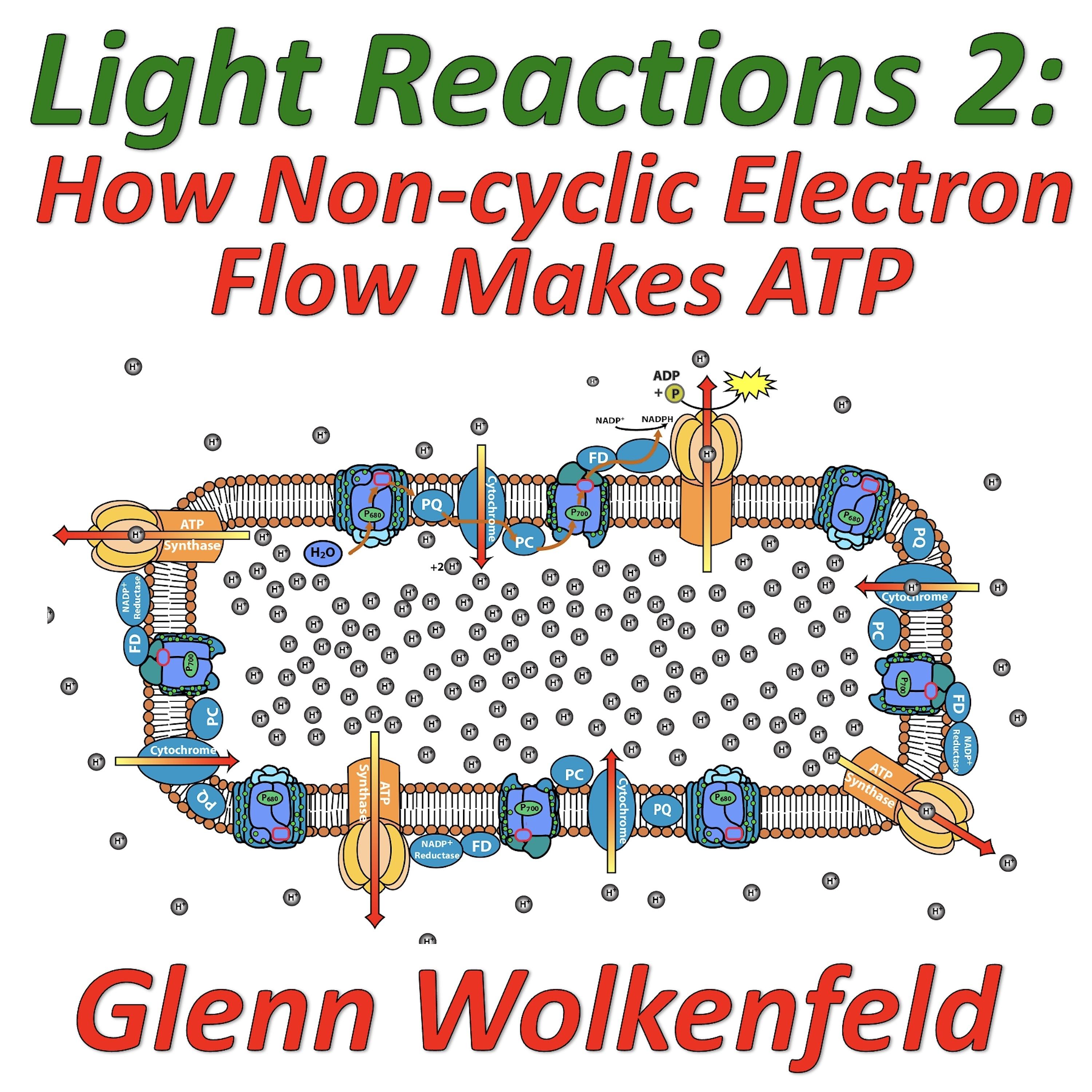 Постер альбома Light Reactions 2: How Non-cyclic Electron Flow Makes ATP