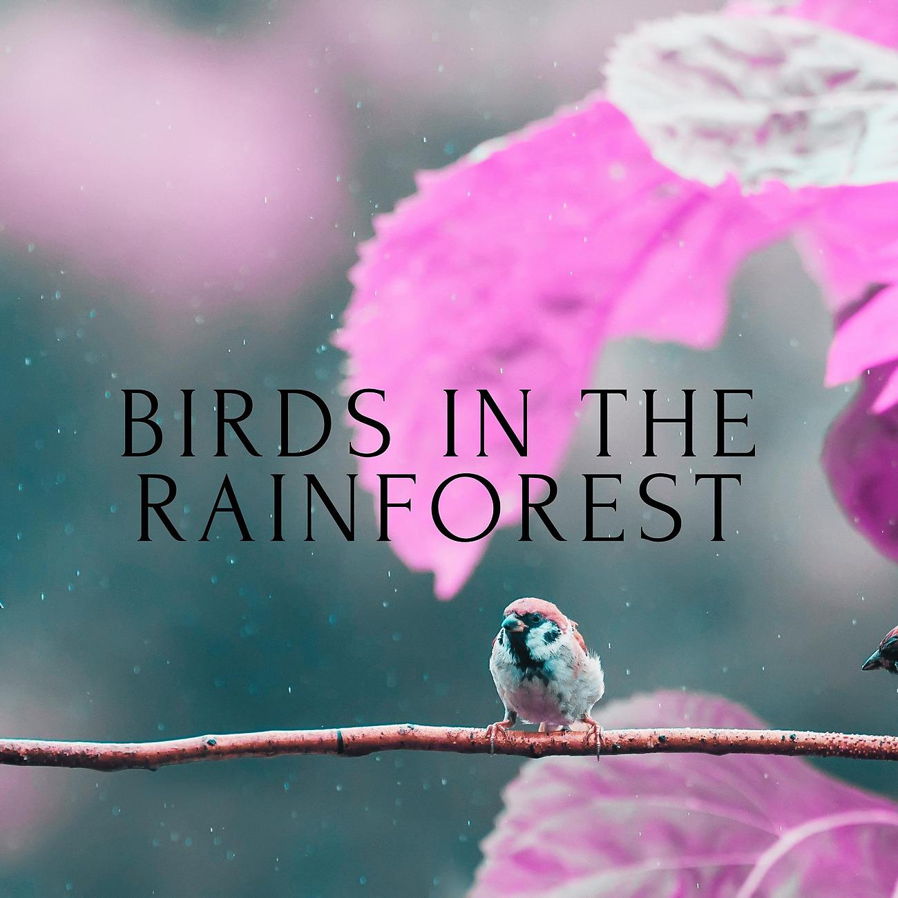 Постер альбома Birds In The Rainforest