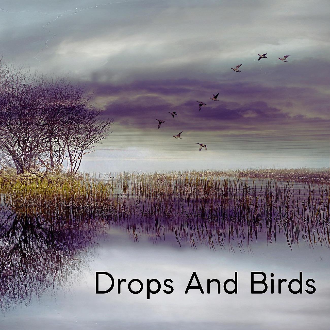 Постер альбома Drops And Birds