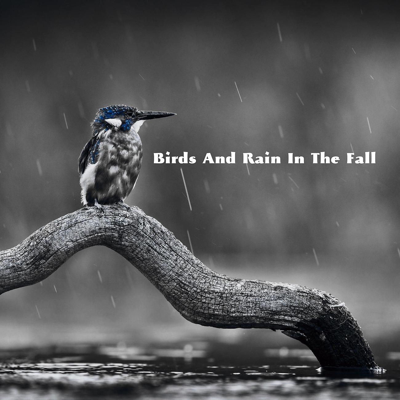 Постер альбома Birds And Rain In The Fall