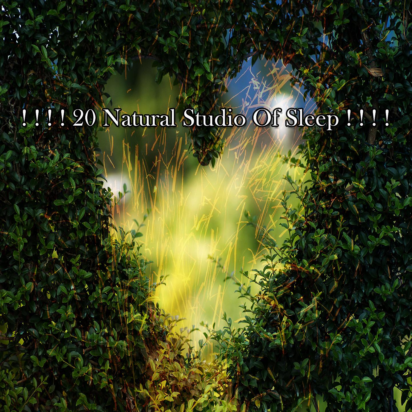 Постер альбома ! ! ! ! 20 Натуральная студия сна! ! ! !