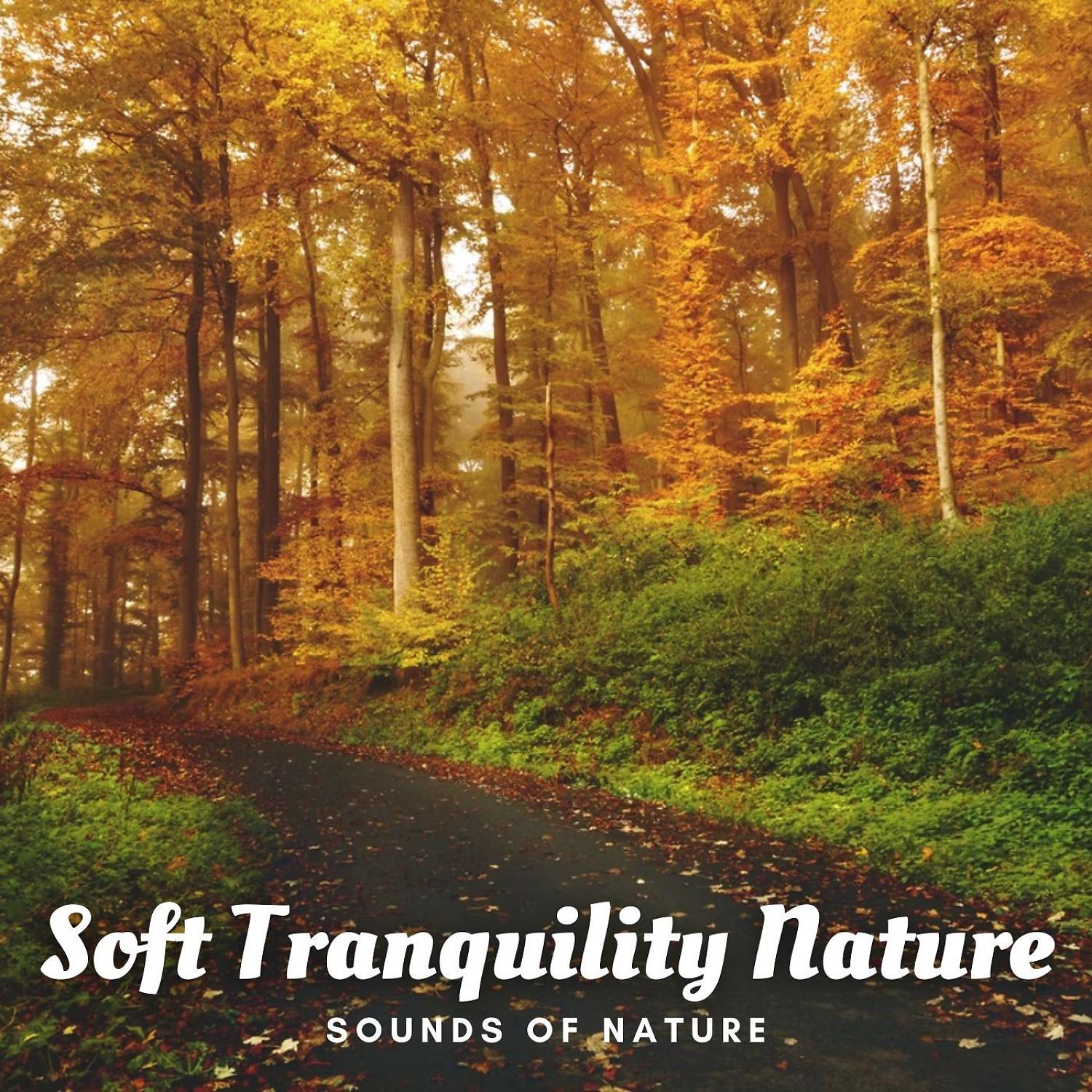 Постер альбома Sounds of Nature: Soft Tranquility Nature