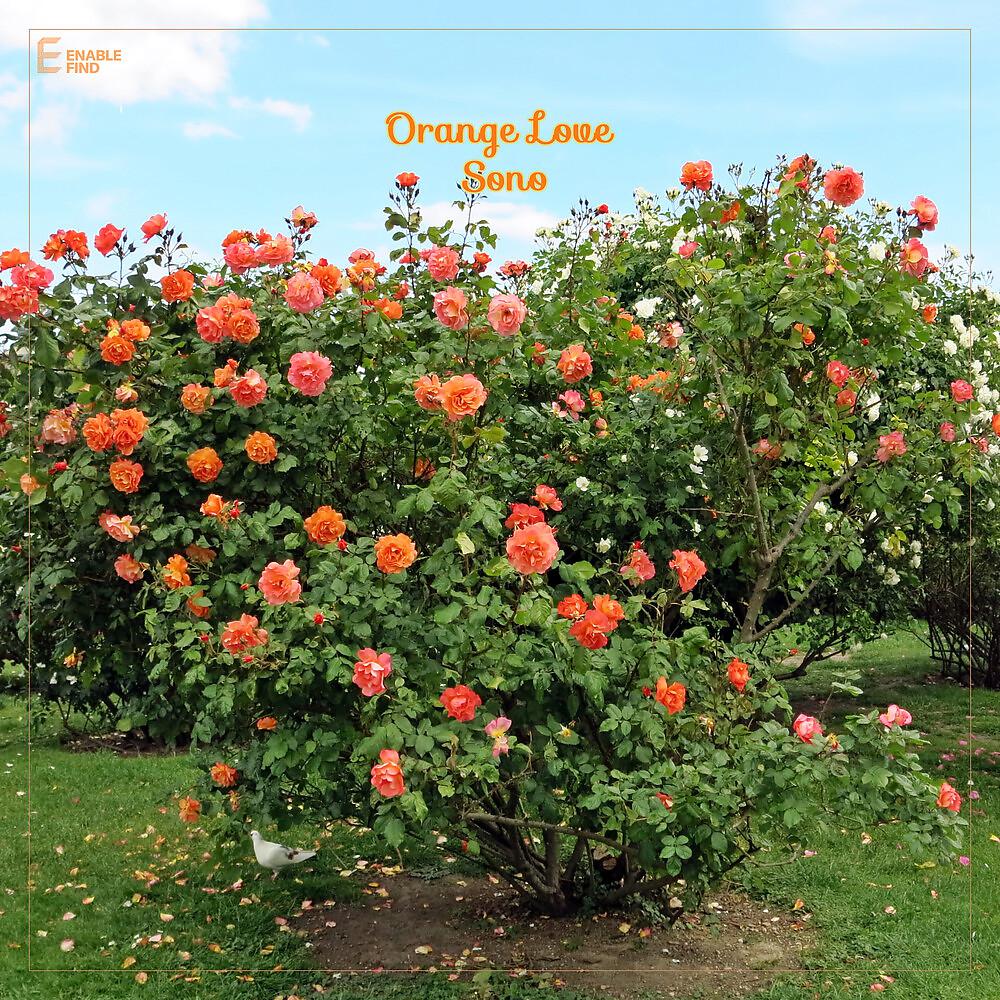 Постер альбома Orange Love