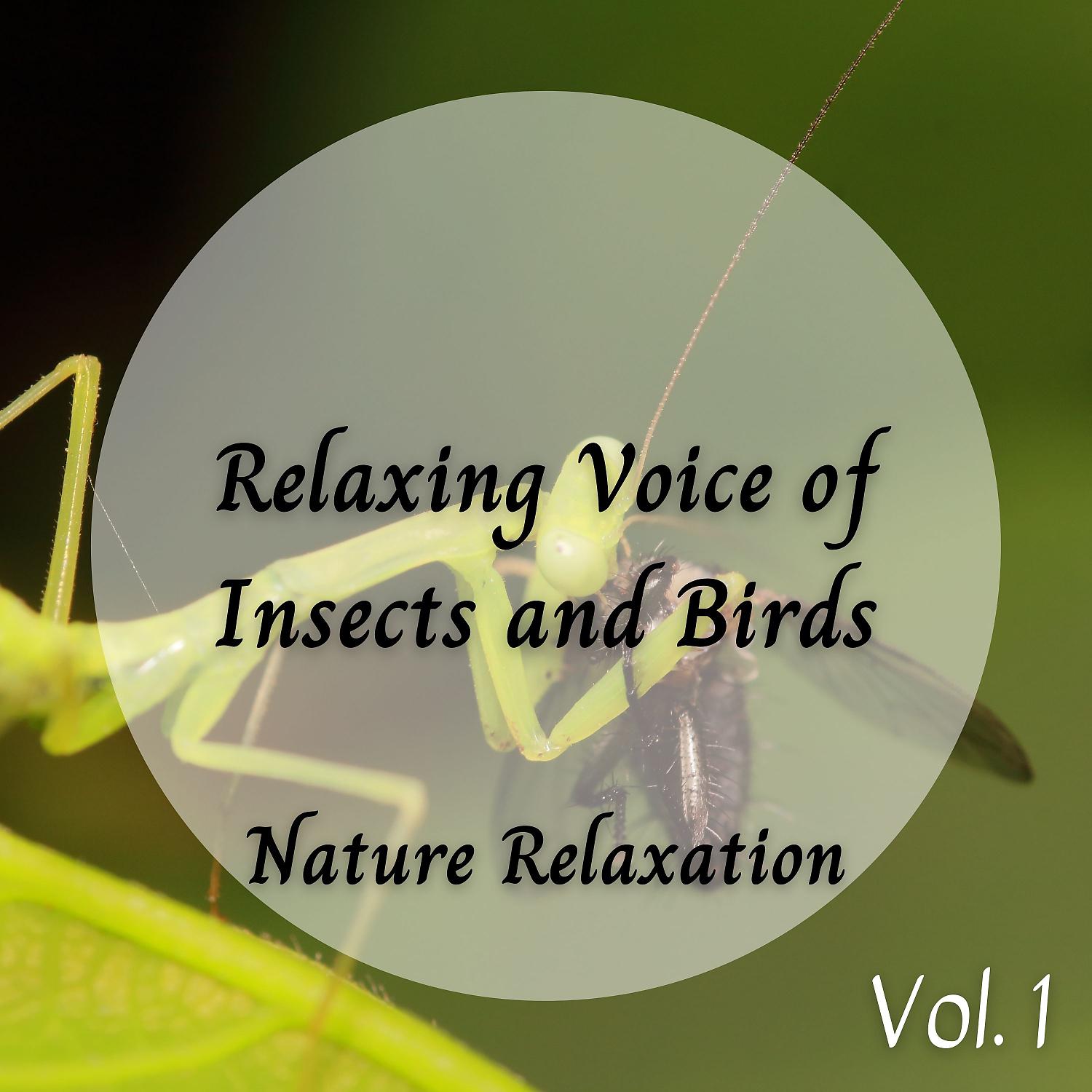 Постер альбома Nature Relaxation: Relaxing Voice of Insects and Birds Vol. 1