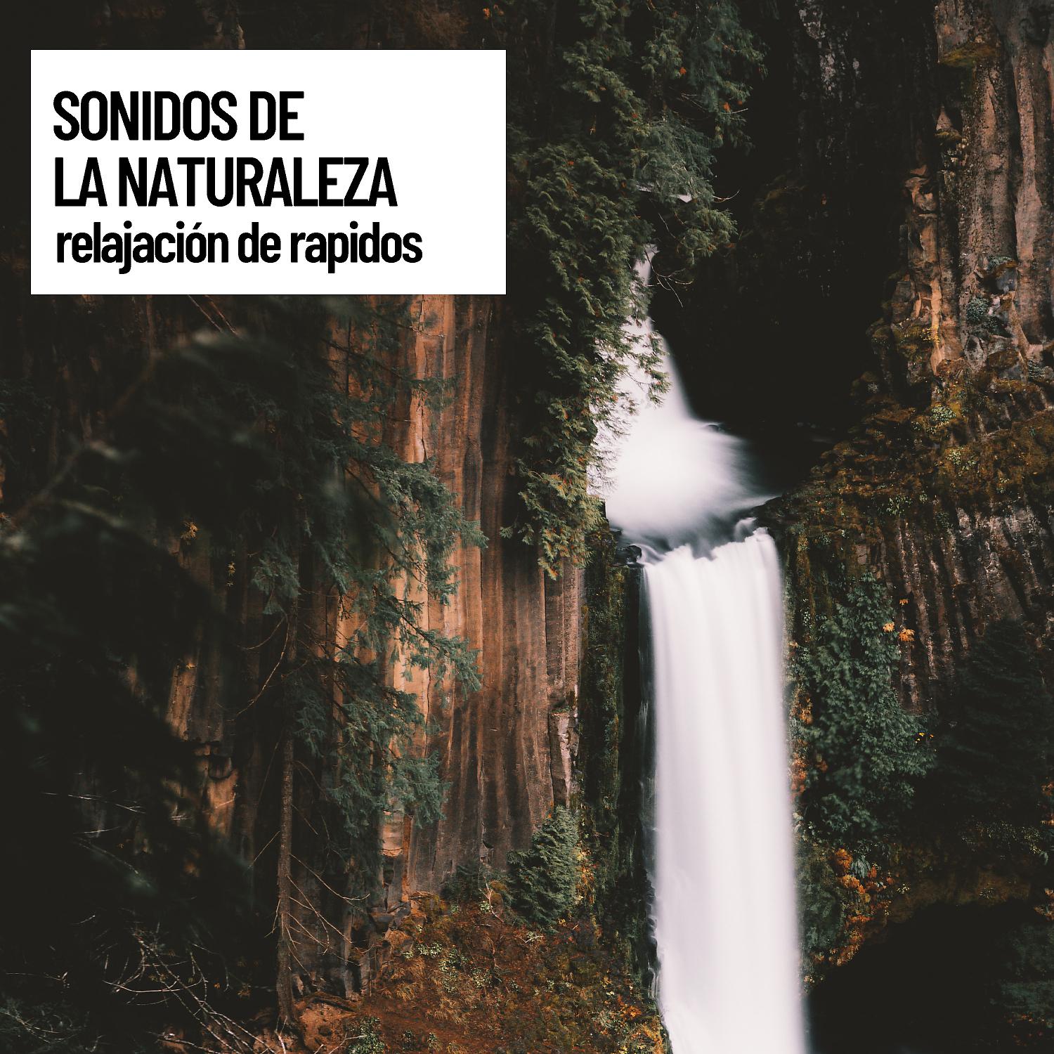 Постер альбома Spatial Audio: Sonidos de la naturaleza: Relajación de Rapidos
