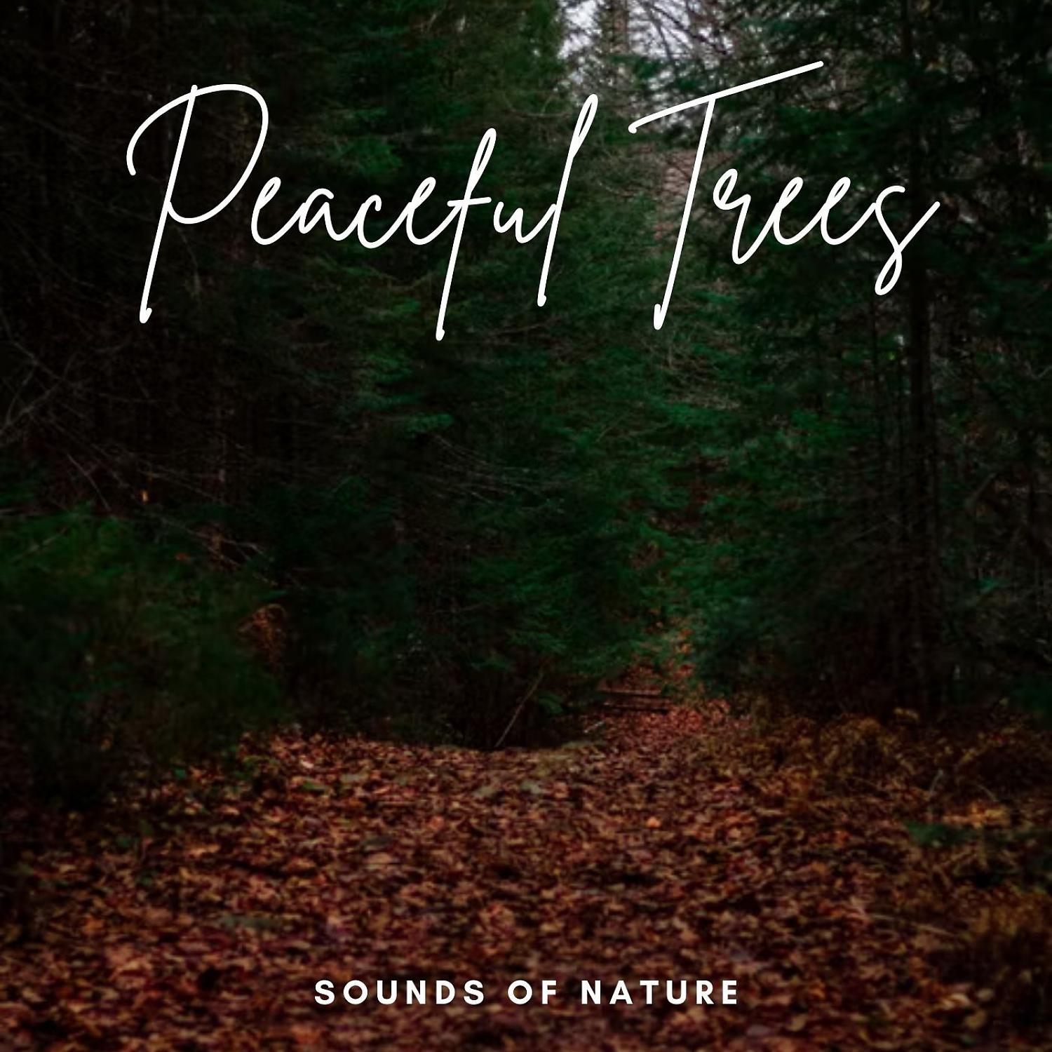 Постер альбома Sounds of Nature: Peaceful Trees