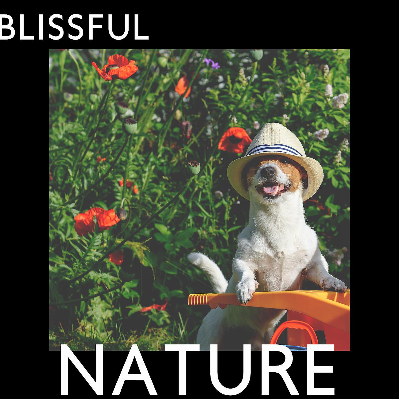 Постер альбома Blissful Nature