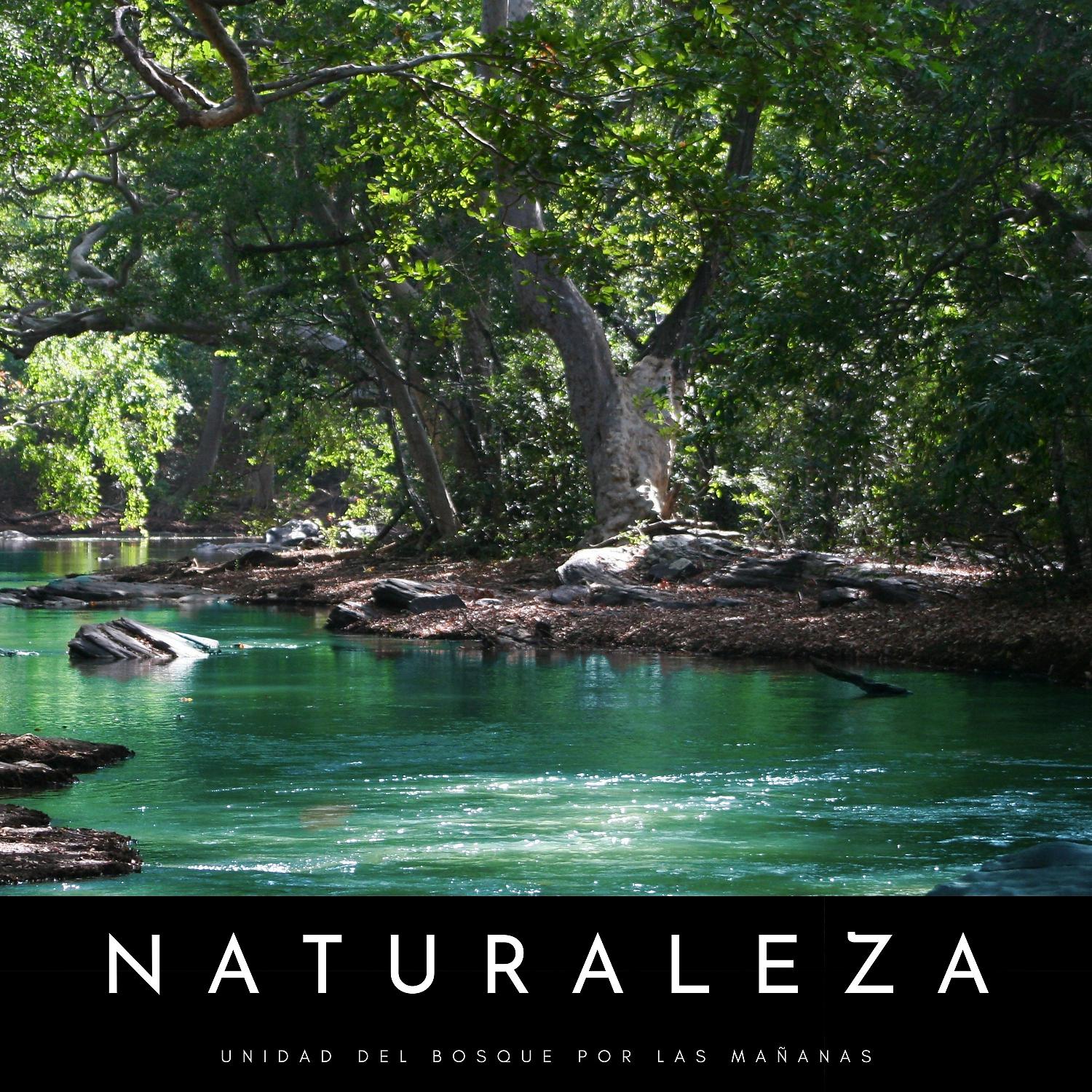 Постер альбома Naturaleza: Unidad Del Bosque Por Las Mañanas