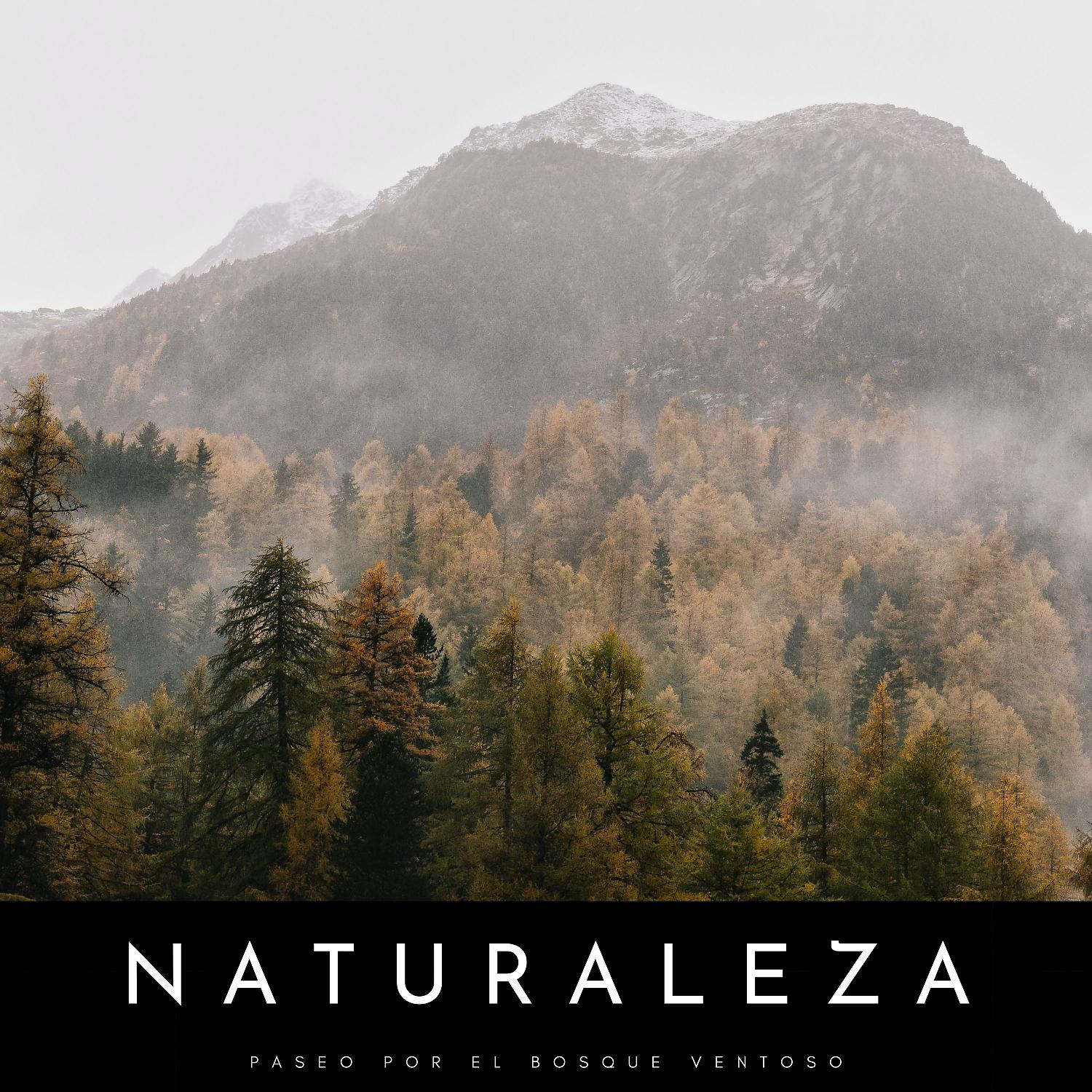 Постер альбома Naturaleza: Paseo Por El Bosque Ventoso